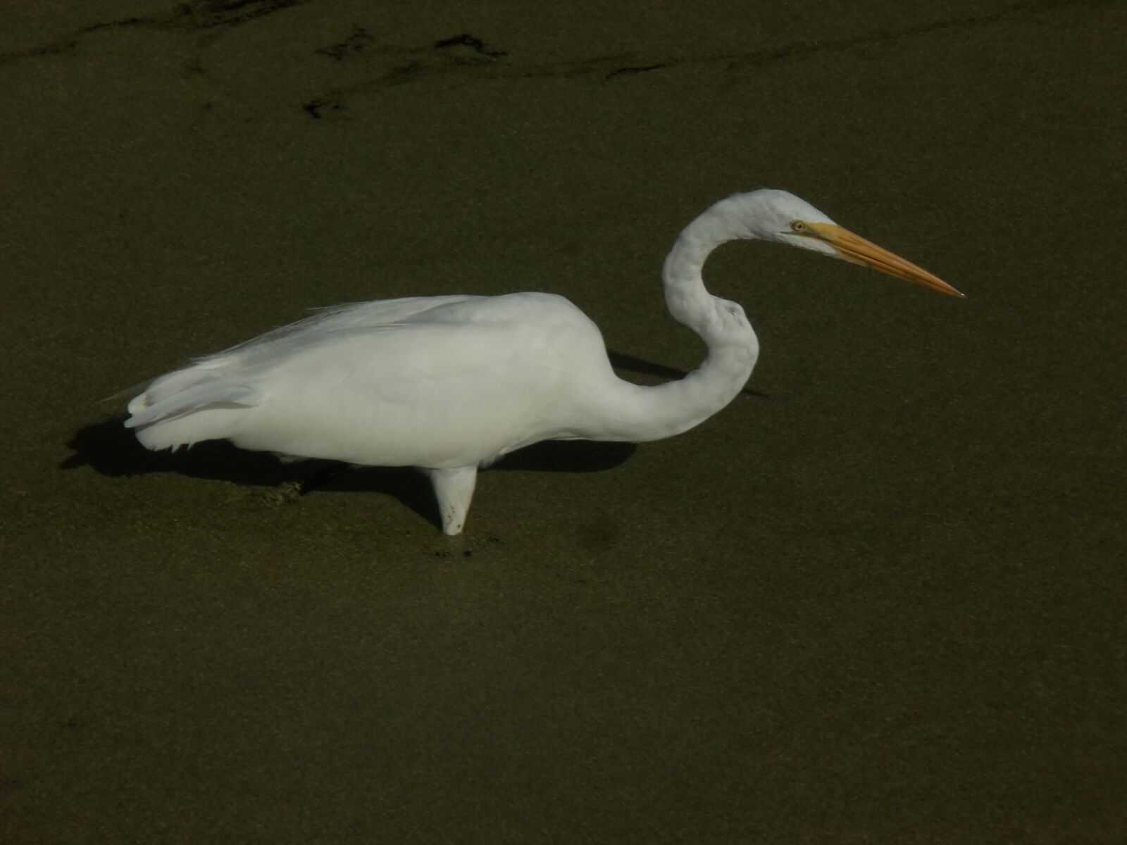 Kodak EASYSHARE M580 DIGITAL CAMERA sample photo. Bird photography