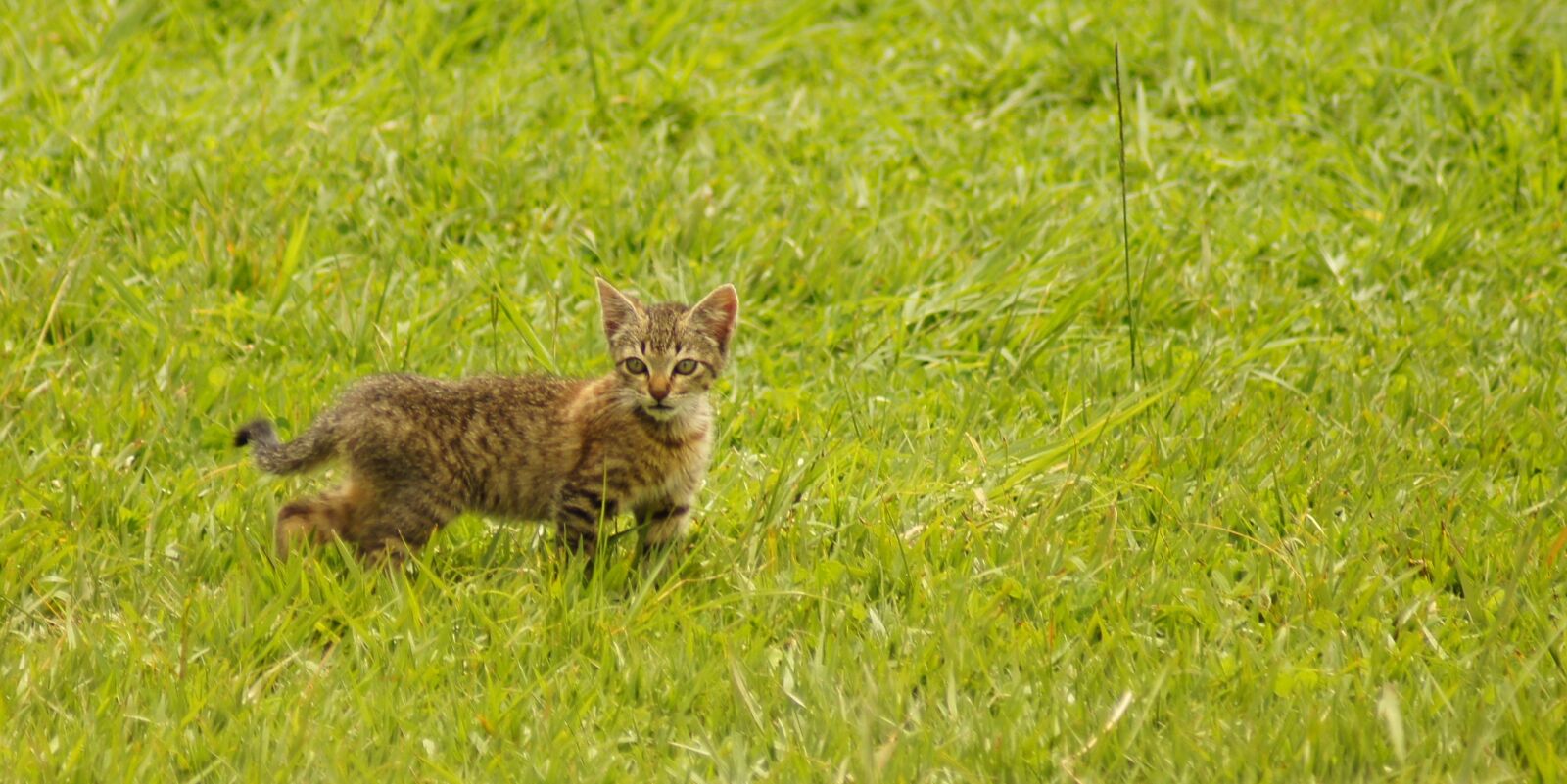 Sony SLT-A55 (SLT-A55V) sample photo. Animals, cat, domestic photography