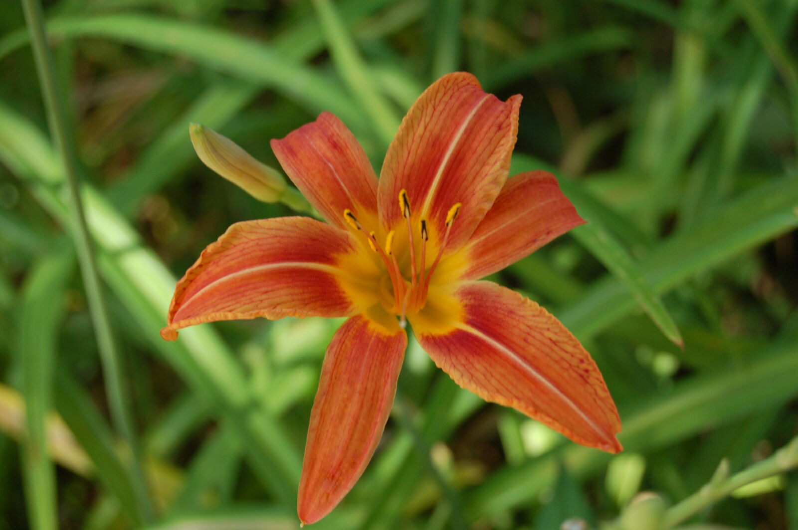 AF-S DX Zoom-Nikkor 18-55mm f/3.5-5.6G ED sample photo. Flower, flowers, orange, tiger photography