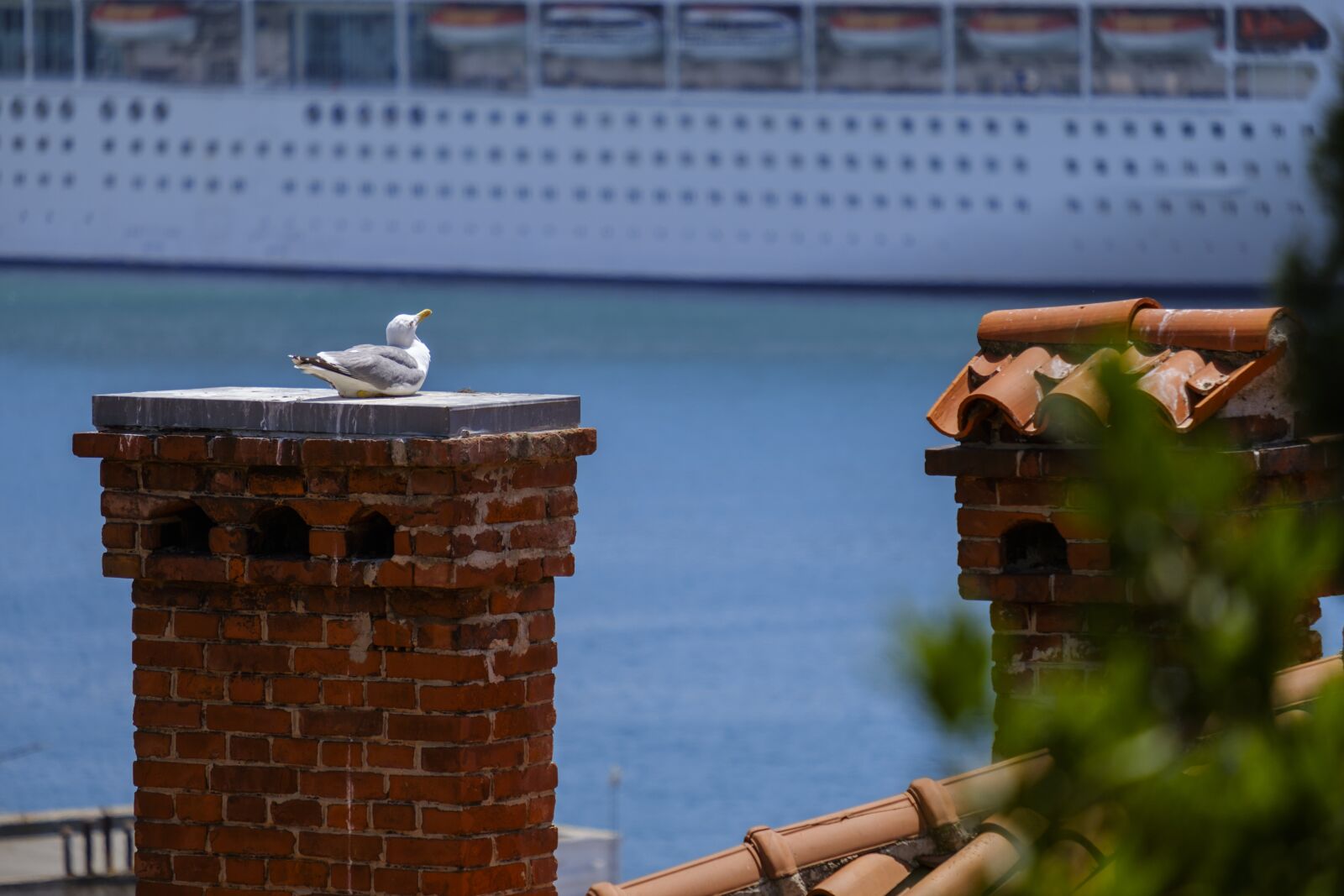 Fujifilm X-T2 + Fujifilm XF 55-200mm F3.5-4.8 R LM OIS sample photo. Seagull, bird, water bird photography