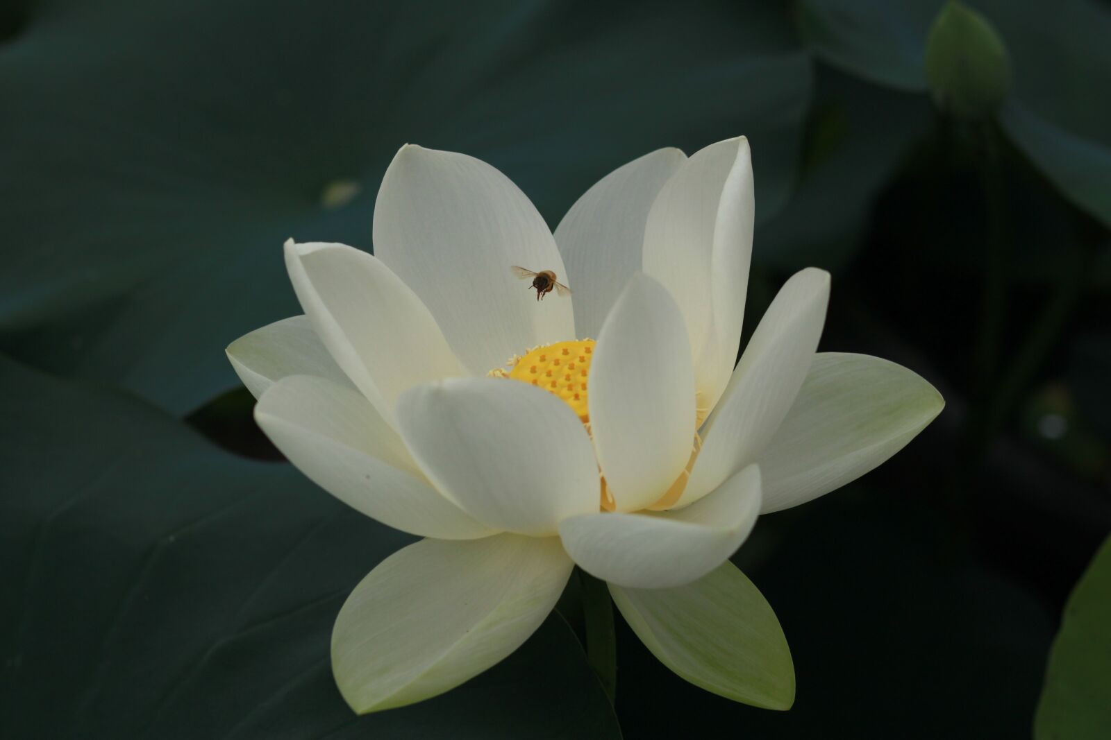 Canon EOS 500D (EOS Rebel T1i / EOS Kiss X3) sample photo. Kite, lotus, nature photography