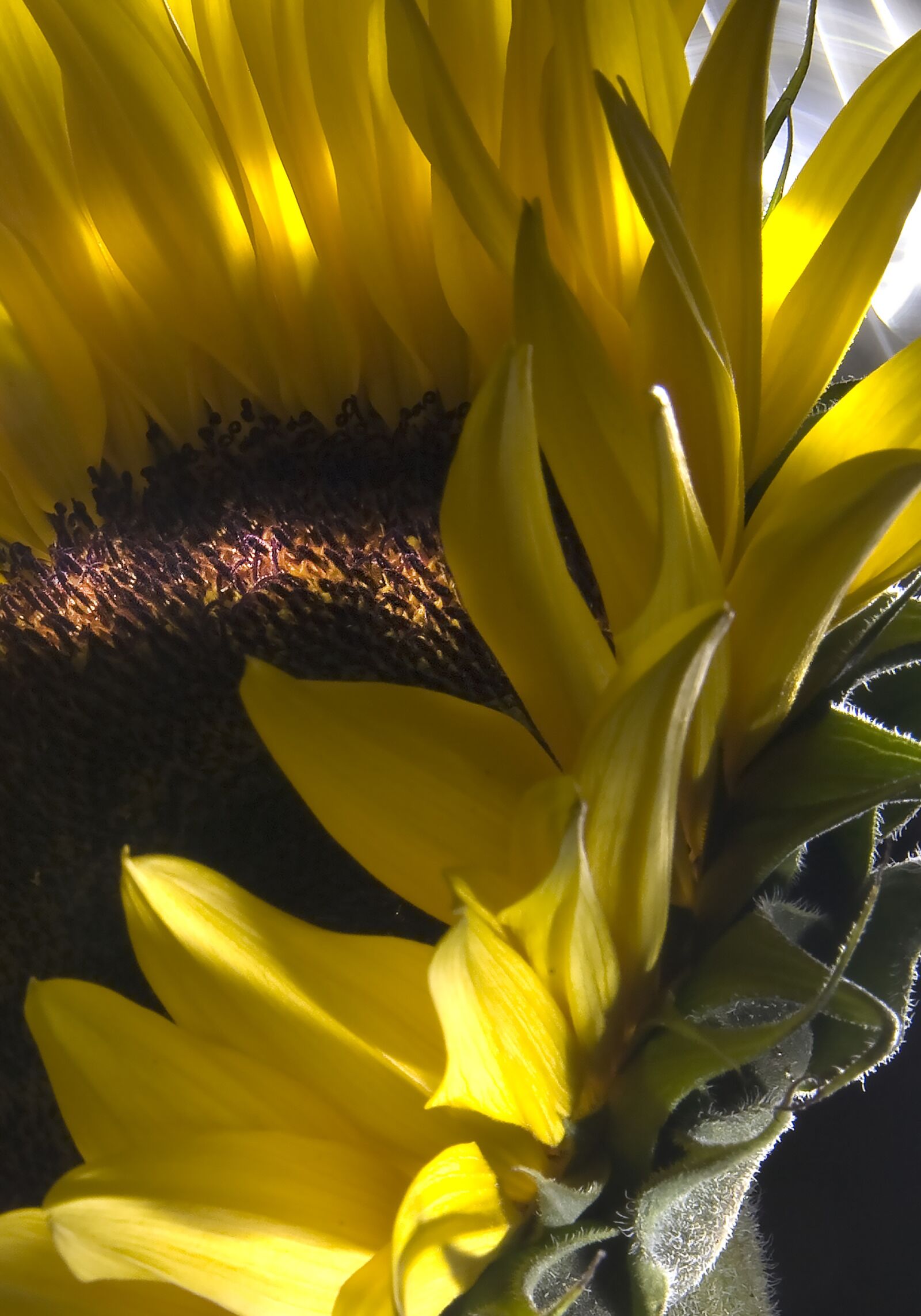 Canon EOS 5D sample photo. Sunflower, flower, earth photography