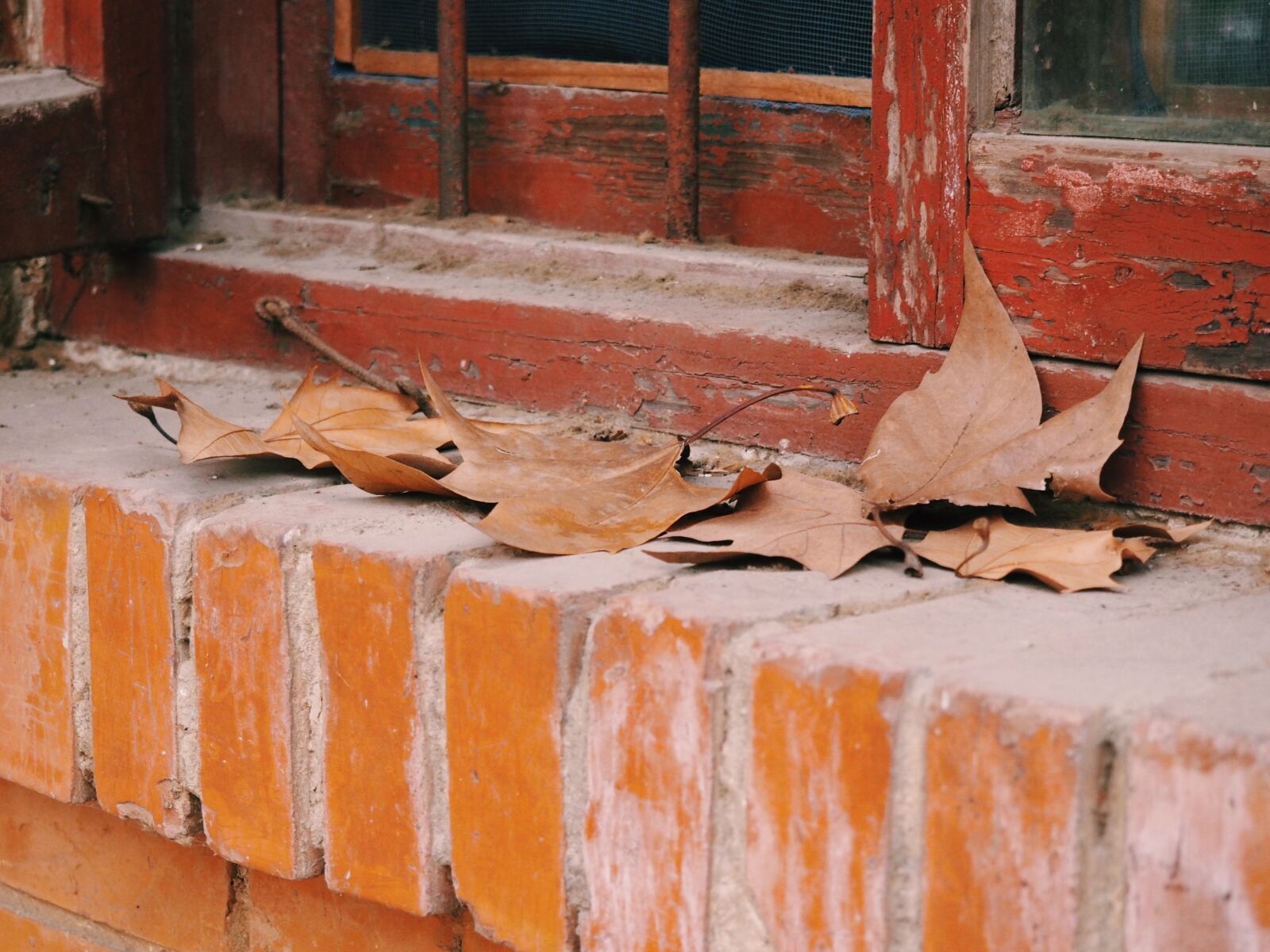 Olympus PEN E-PL7 sample photo. The scenery, plant, photography photography