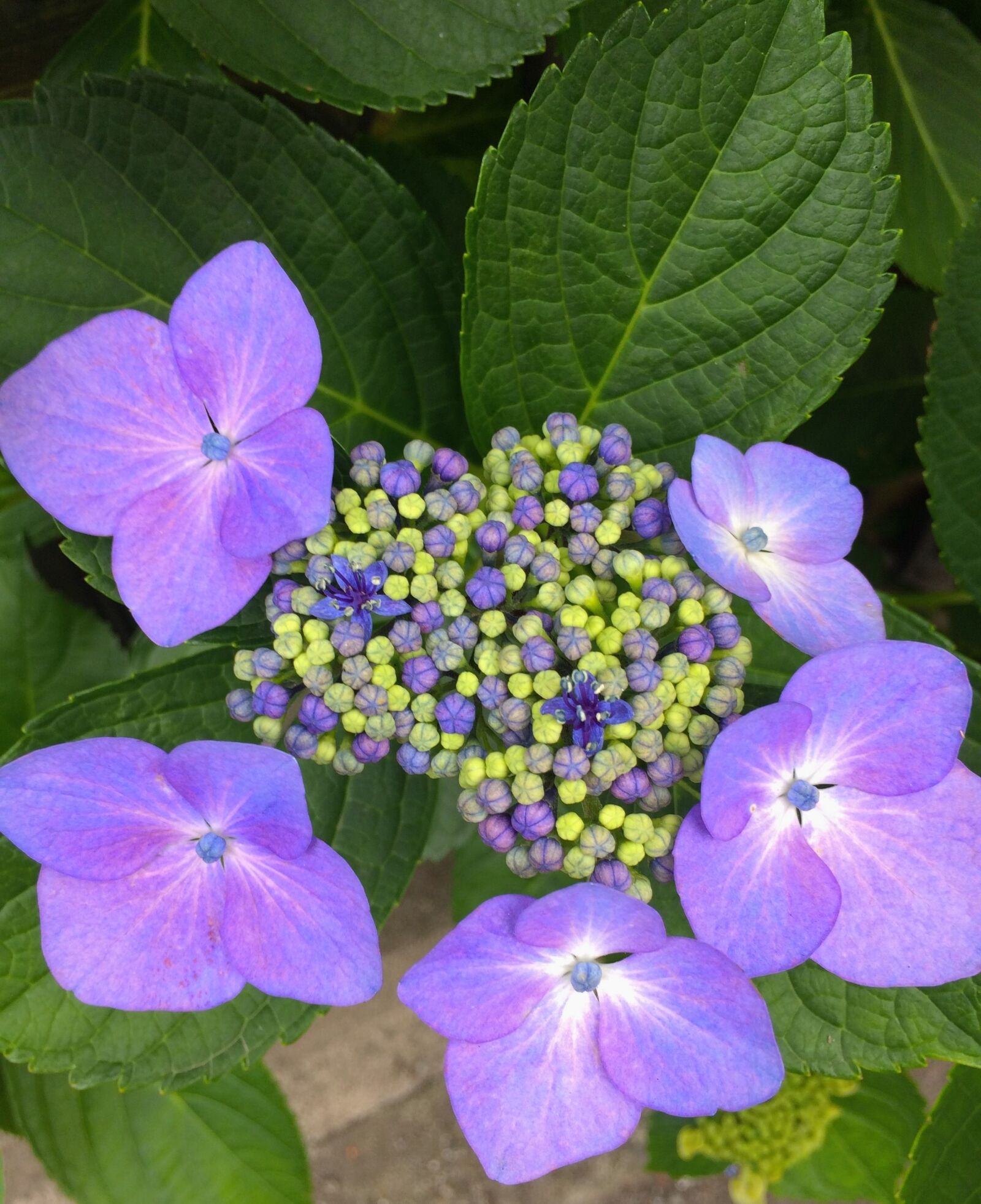Apple iPhone 5s sample photo. Hydrangea, flowers, purple photography
