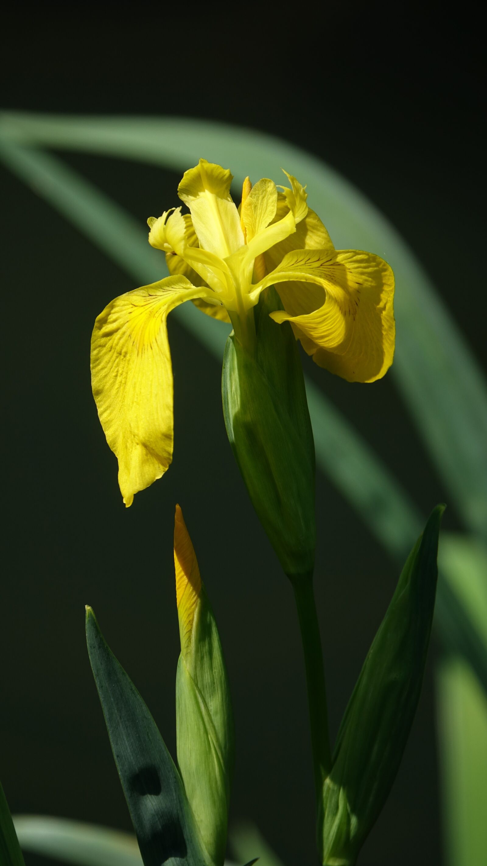 Sony Cyber-shot DSC-RX10 III sample photo. Iris young, flower, spring photography