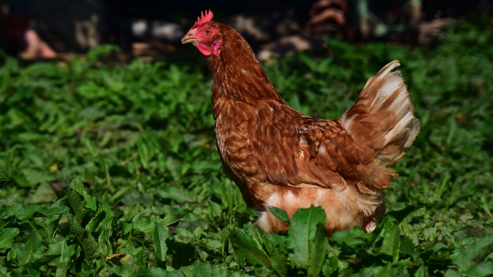 Nikon D3300 sample photo. Chicken, hen, poultry photography