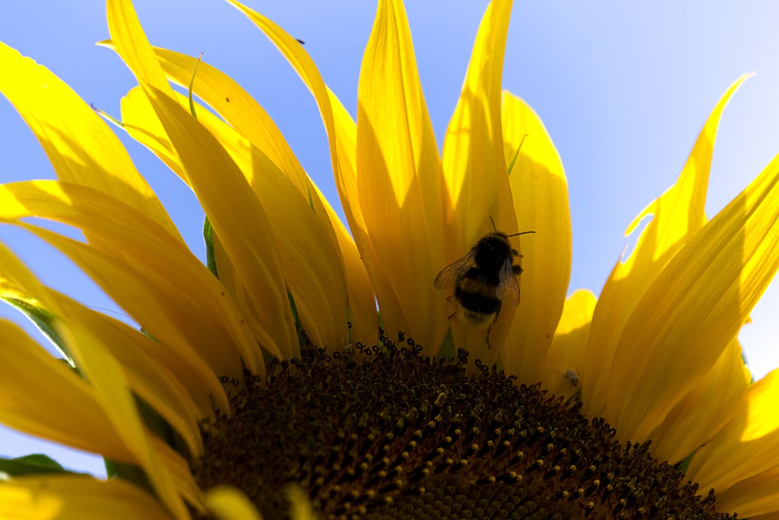 Sony E 55-210mm F4.5-6.3 OSS sample photo. Hummel, sunflower, pollen photography