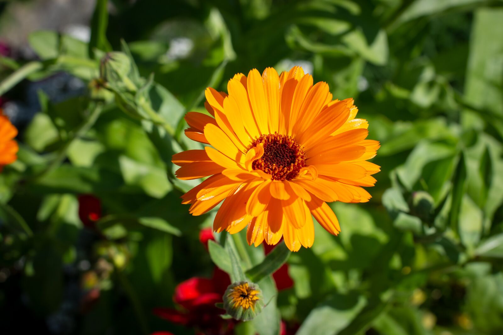 Nikon D7100 sample photo. Flower, blossom, bloom photography