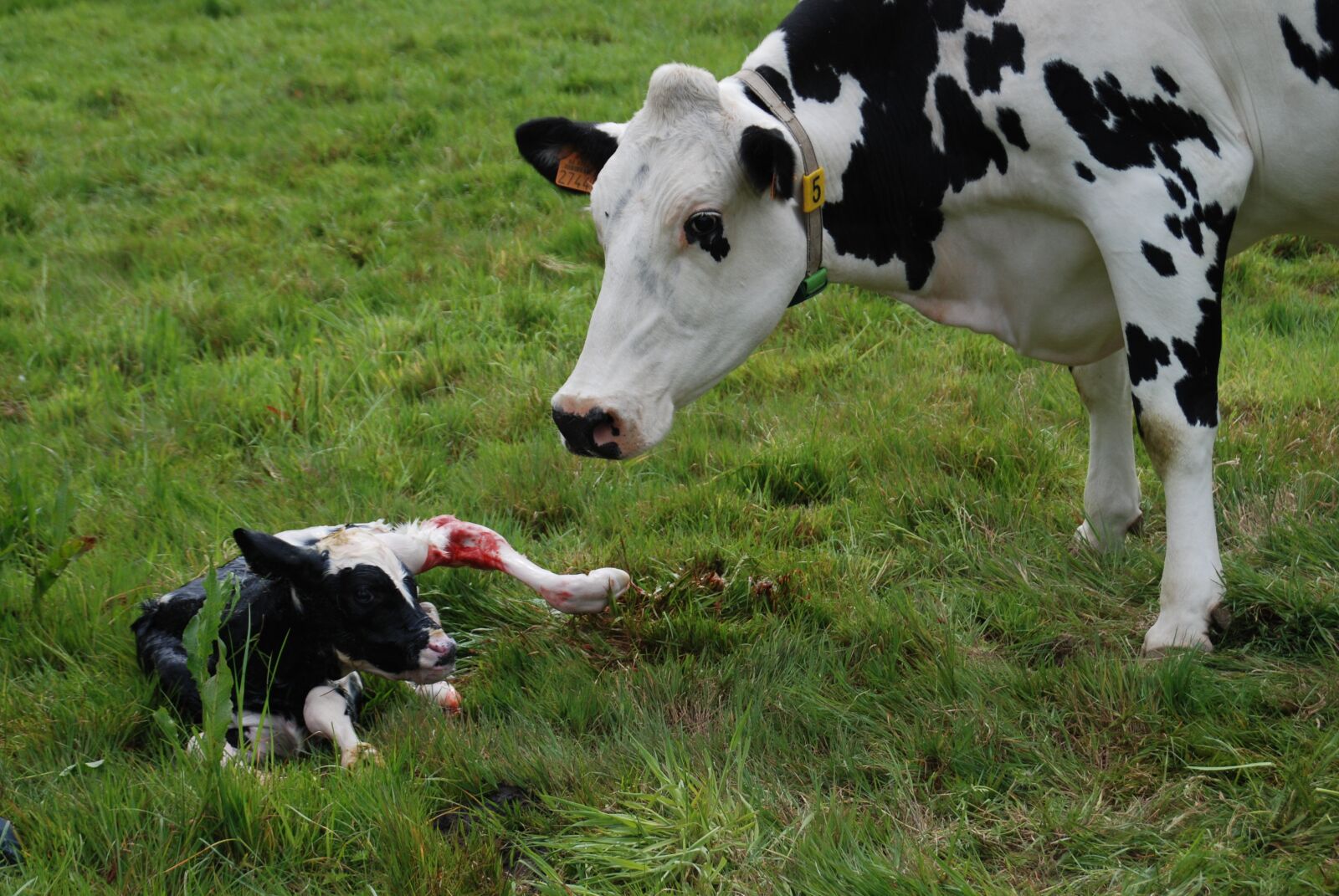 Nikon D80 sample photo. Nature, birth, calf photography