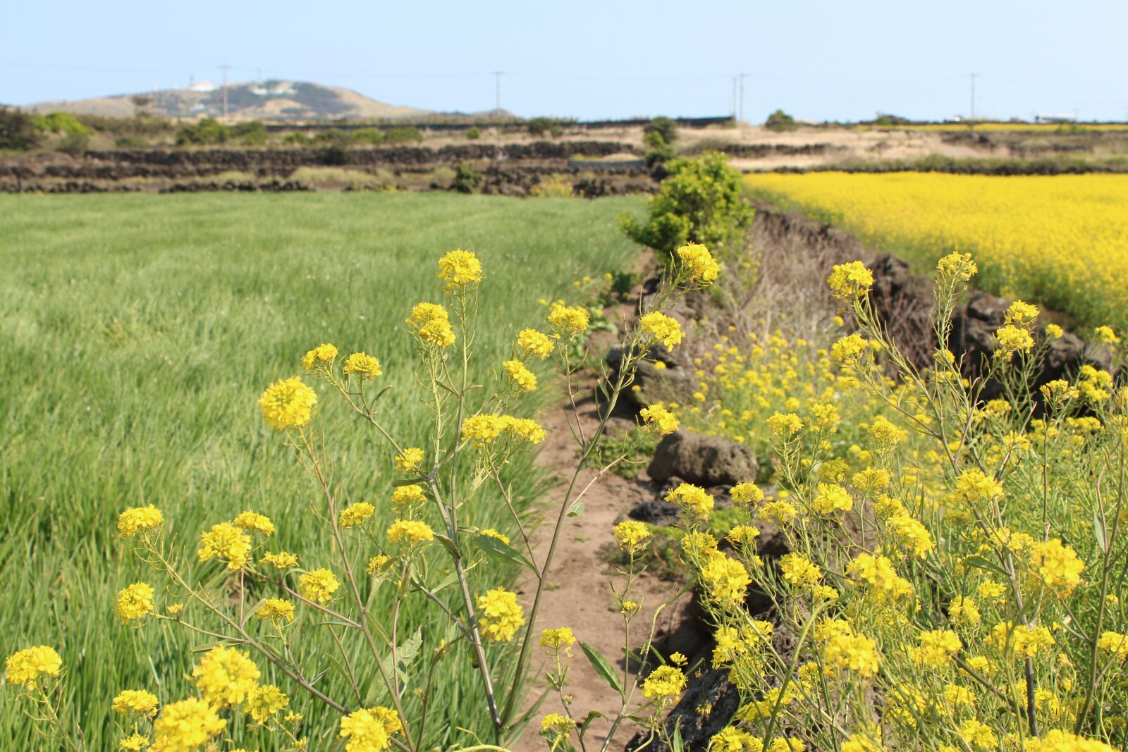 Canon EOS 600D (Rebel EOS T3i / EOS Kiss X5) sample photo. S, flowers, nature photography