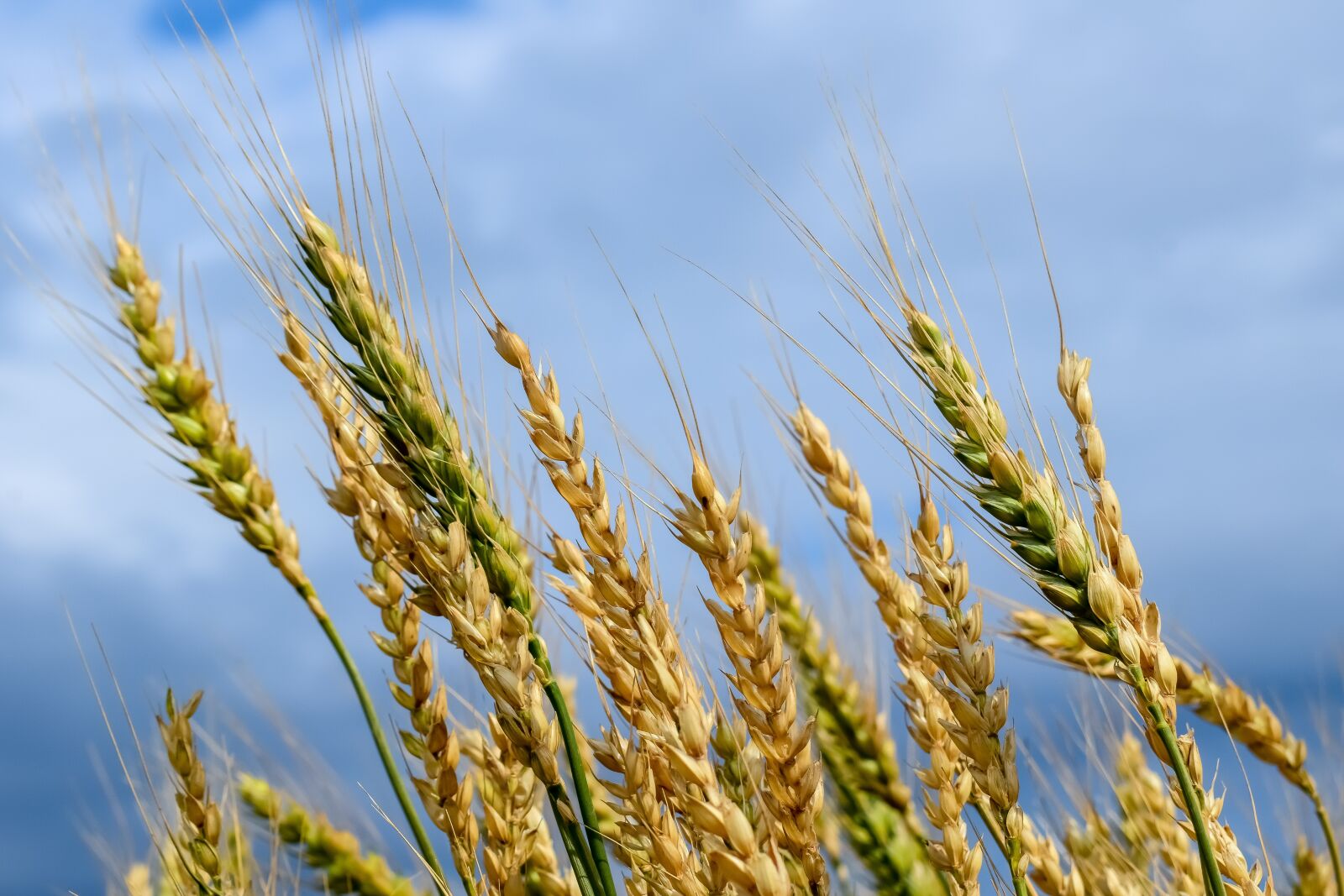 Nikon D3300 sample photo. Wheat, nature, agriculture photography