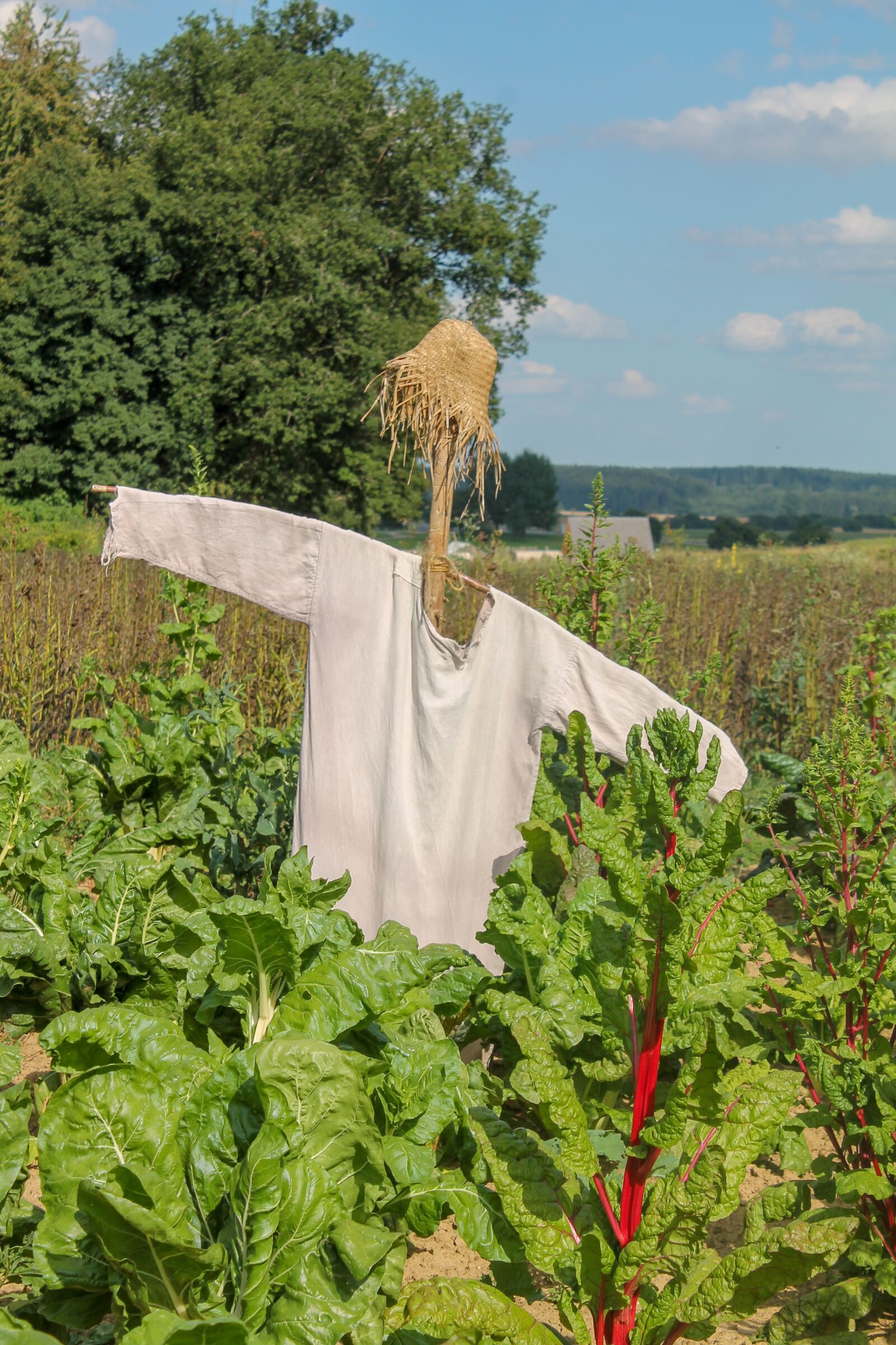Canon EOS 1100D (EOS Rebel T3 / EOS Kiss X50) sample photo. Scarecrow, birds, vegetable field photography