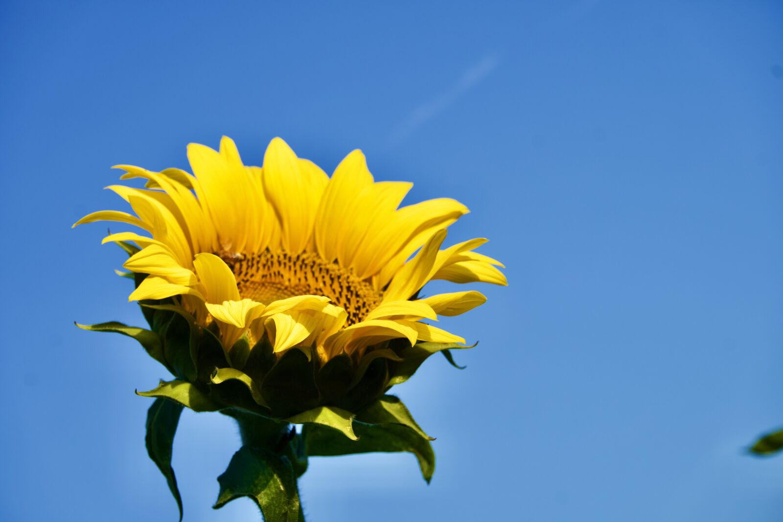 Sony a6400 sample photo. "Field, sunflower, flower" photography