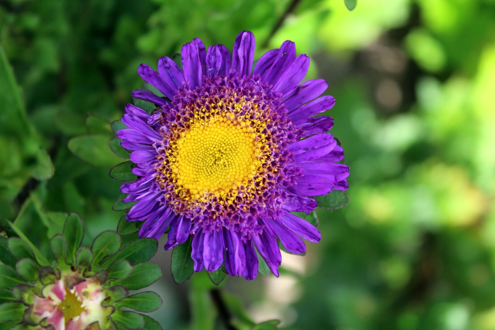 Canon EOS 1200D (EOS Rebel T5 / EOS Kiss X70 / EOS Hi) sample photo. Aster, flower, garden photography