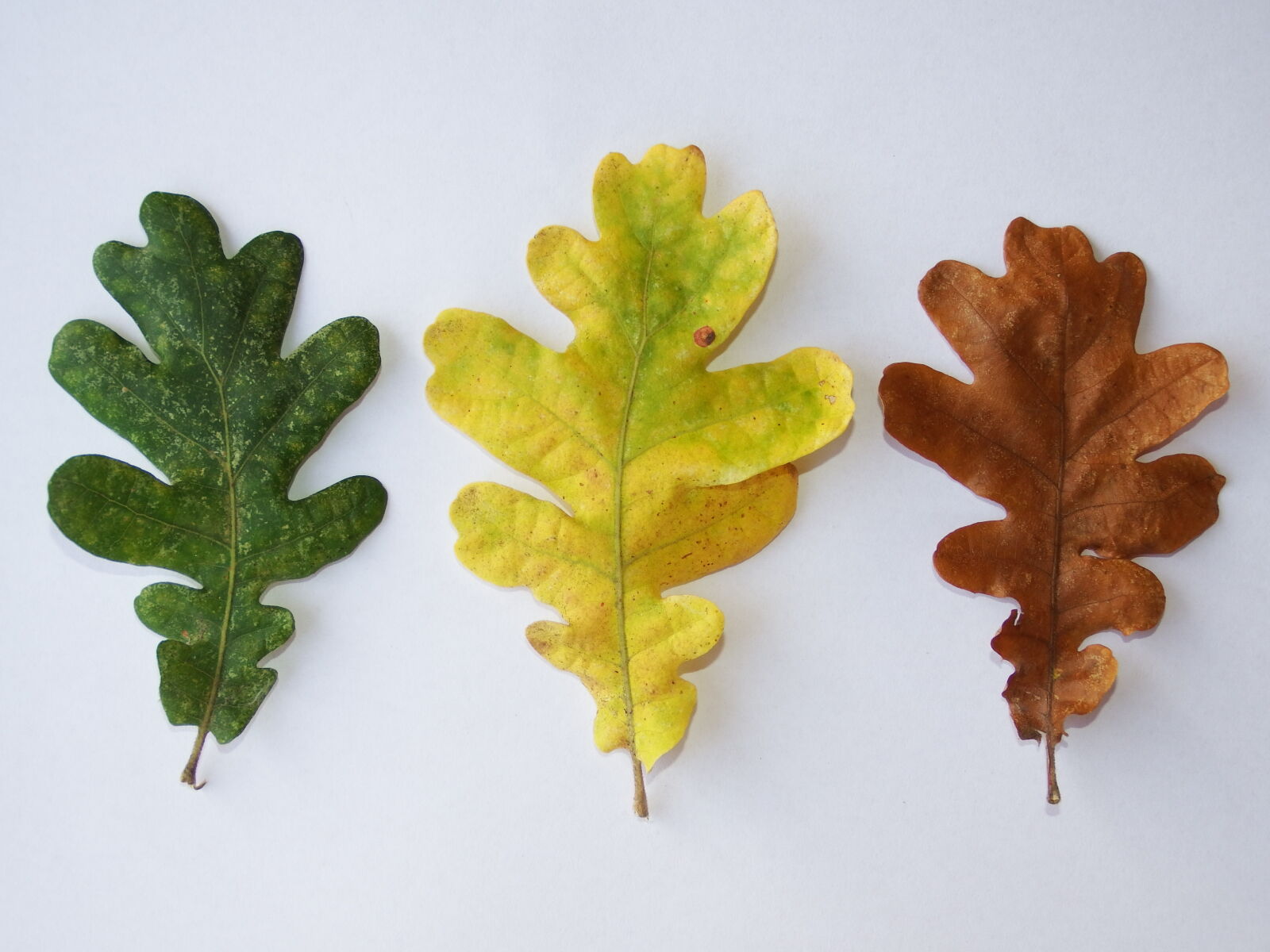 Fujifilm FinePix S1 sample photo. Brown, green, leaf, leaves photography