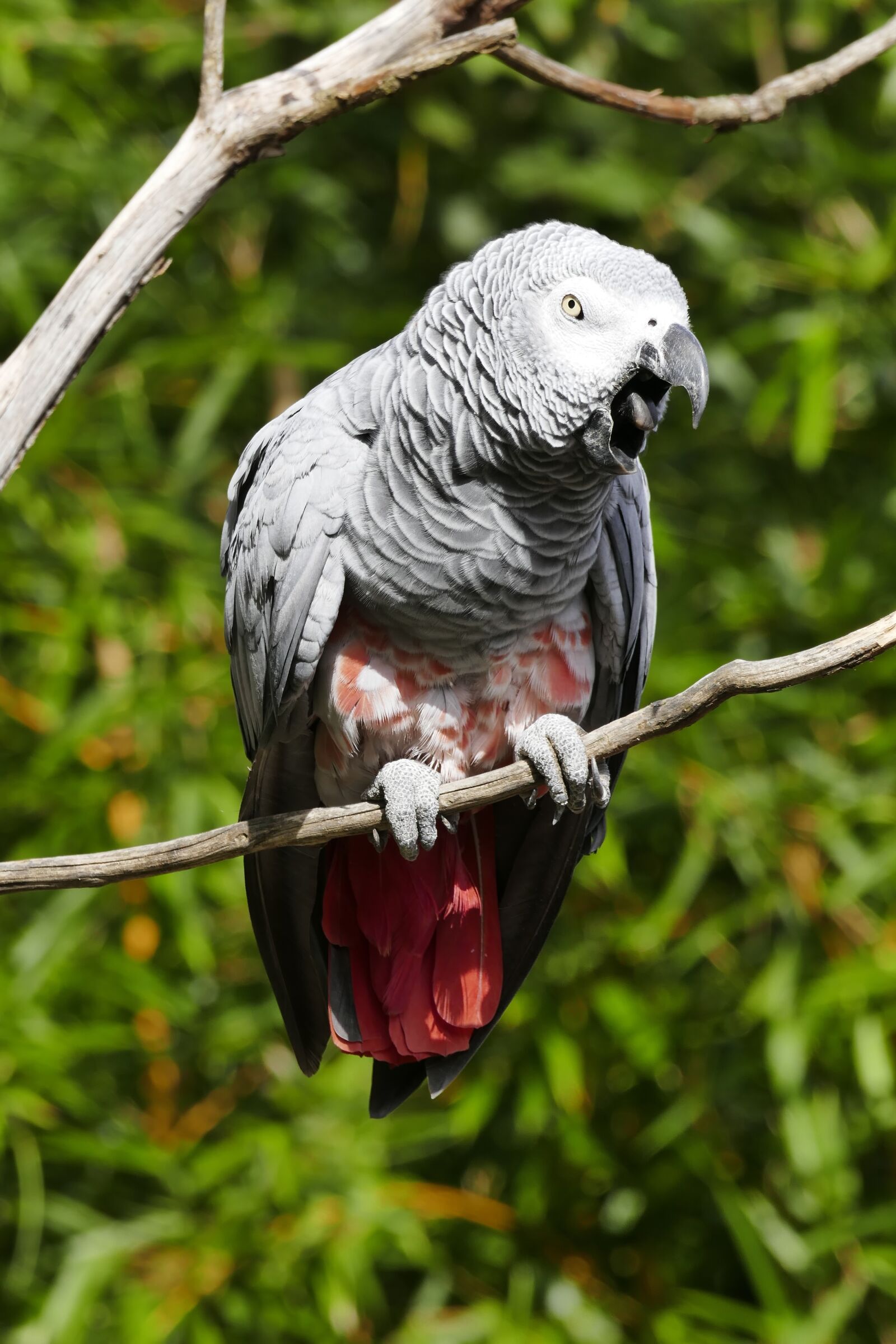 Panasonic Lumix DMC-FZ1000 sample photo. Parrot, grey, bird photography