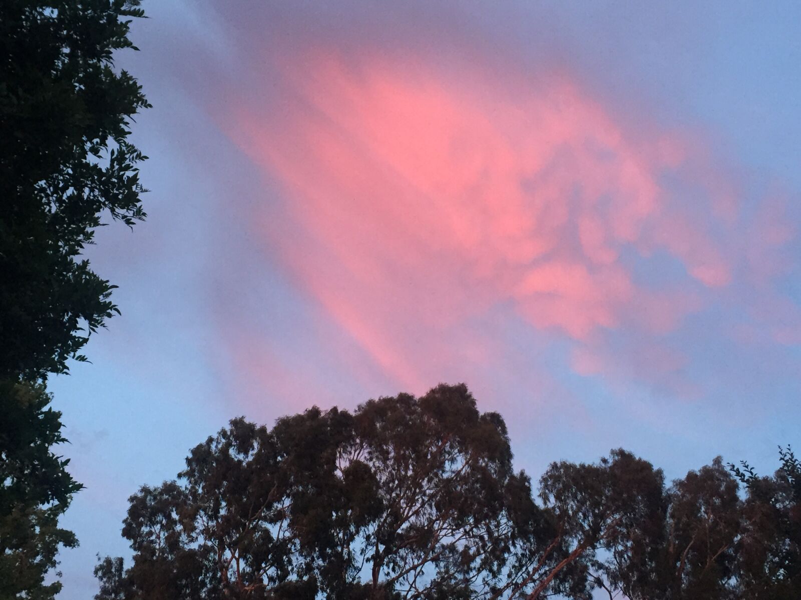 iPhone 6 back camera 4.15mm f/2.2 sample photo. Sky, cloud, tree photography