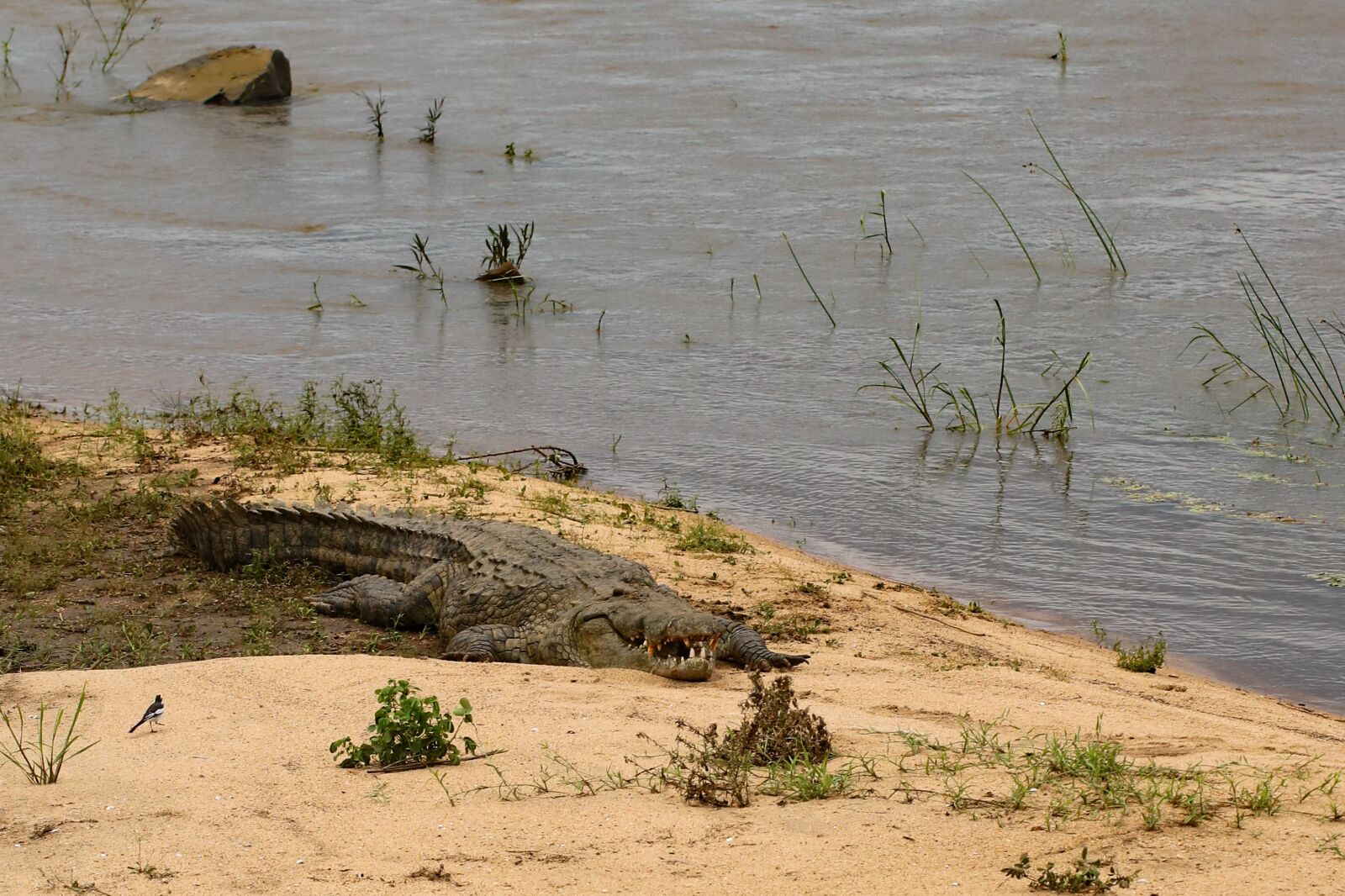 Canon EF 100mm F2.8L Macro IS USM sample photo. Crocodile, teeth, strong photography