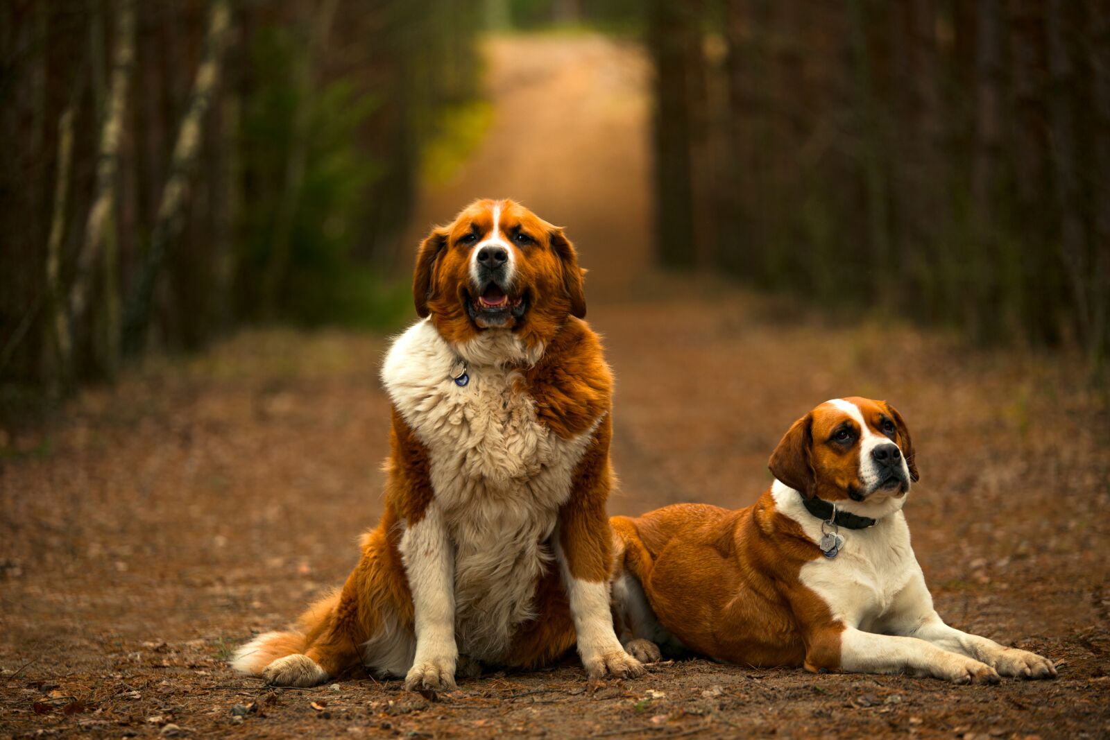 Canon EOS 6D sample photo. Dog, nature, path photography