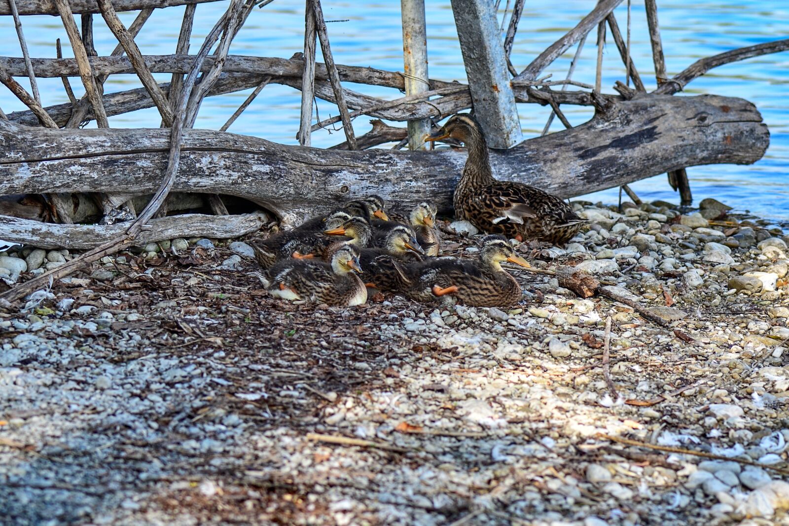 Nikon D3100 sample photo. Ducks, chicks, cute photography