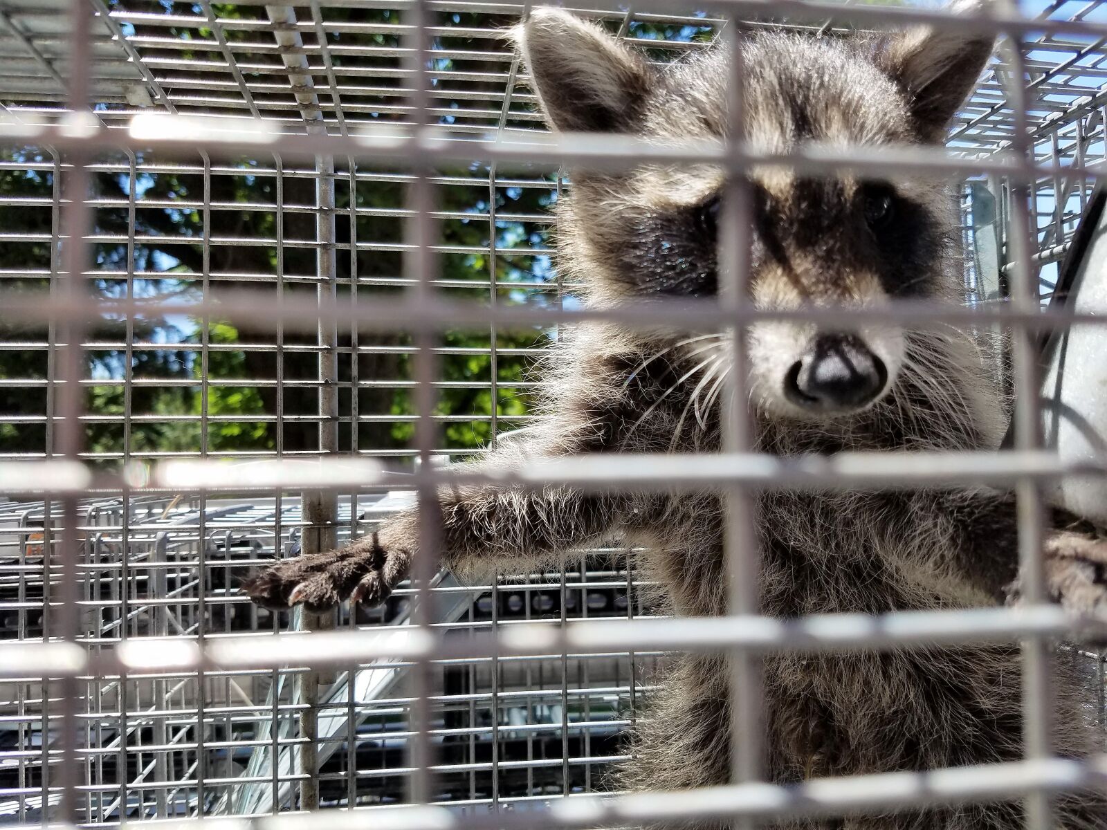 Samsung Galaxy S7 sample photo. Raccoon, animal, wildlife photography