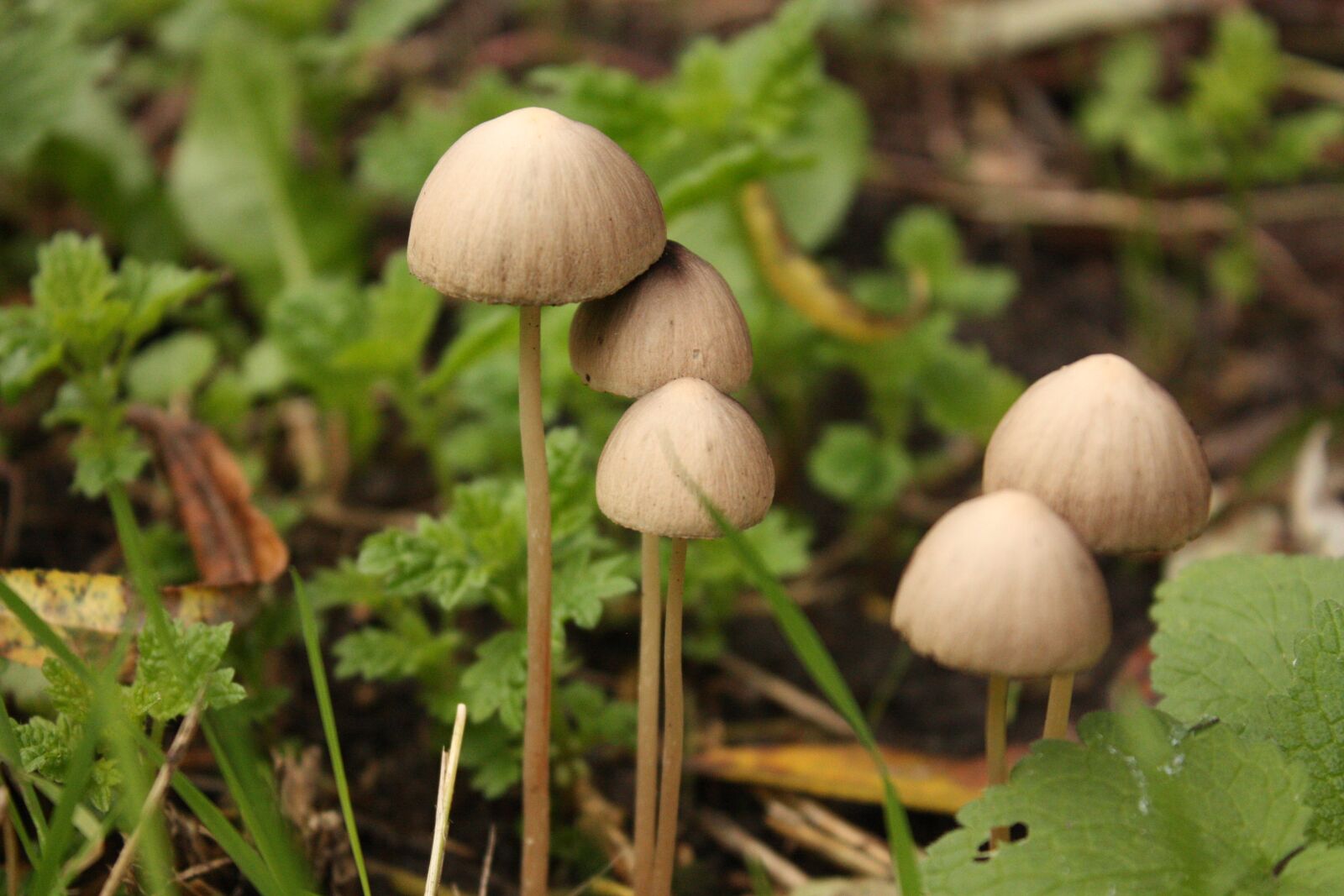 Canon EOS 450D (EOS Rebel XSi / EOS Kiss X2) sample photo. Mushroom, forest, nature photography