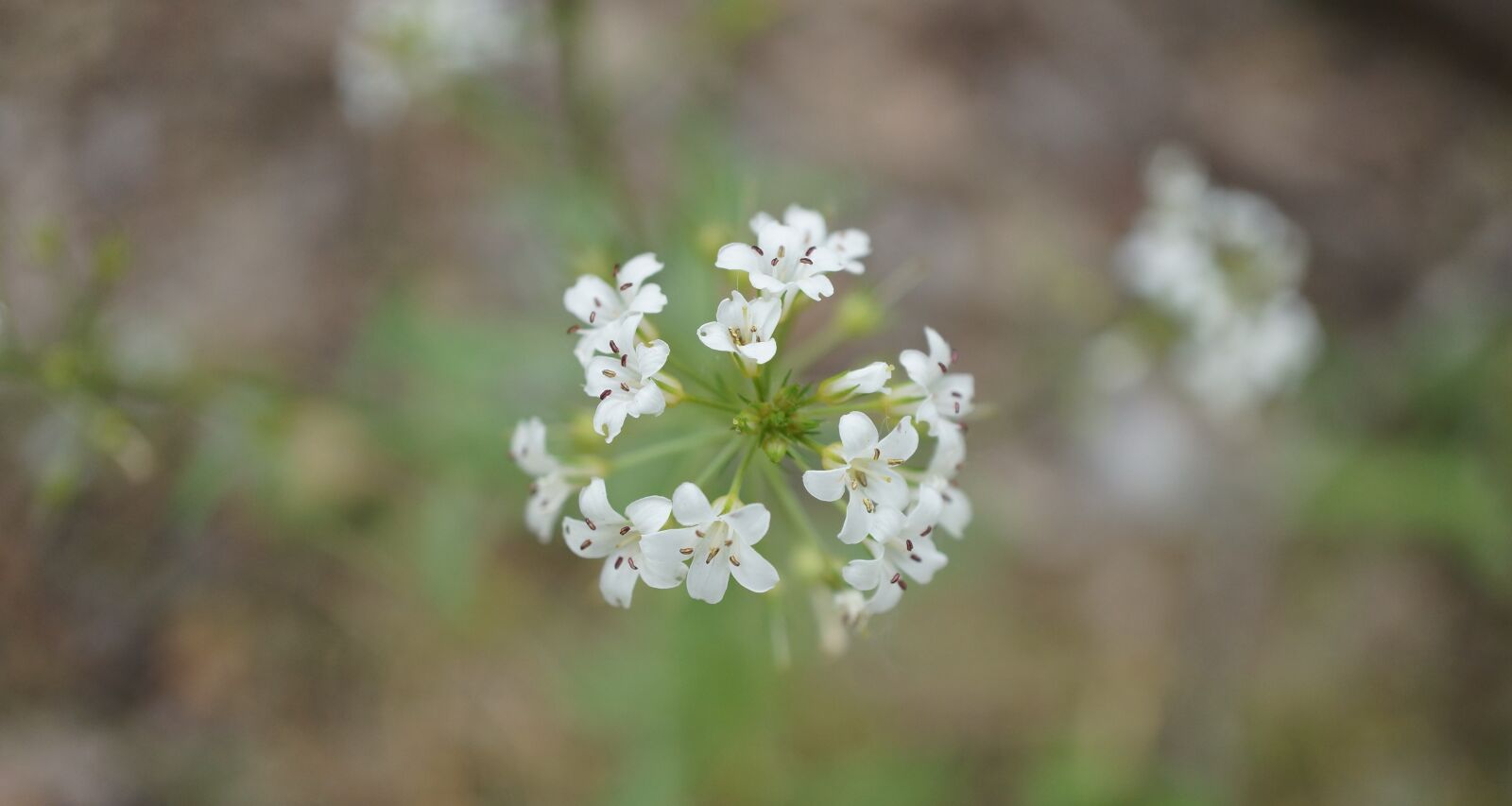 Sony Alpha NEX-7 sample photo. White, flower, wild flowers photography