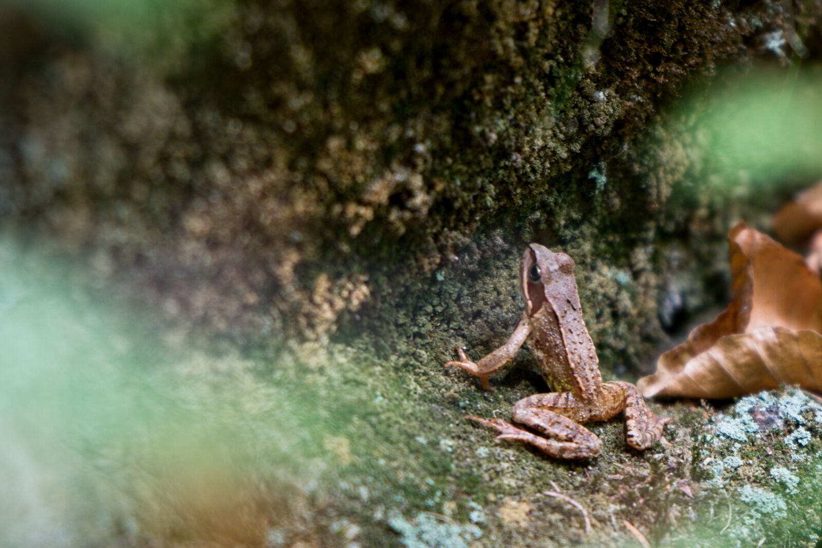 Canon EOS 760D (EOS Rebel T6s / EOS 8000D) sample photo. Frog, animal, amphibian photography