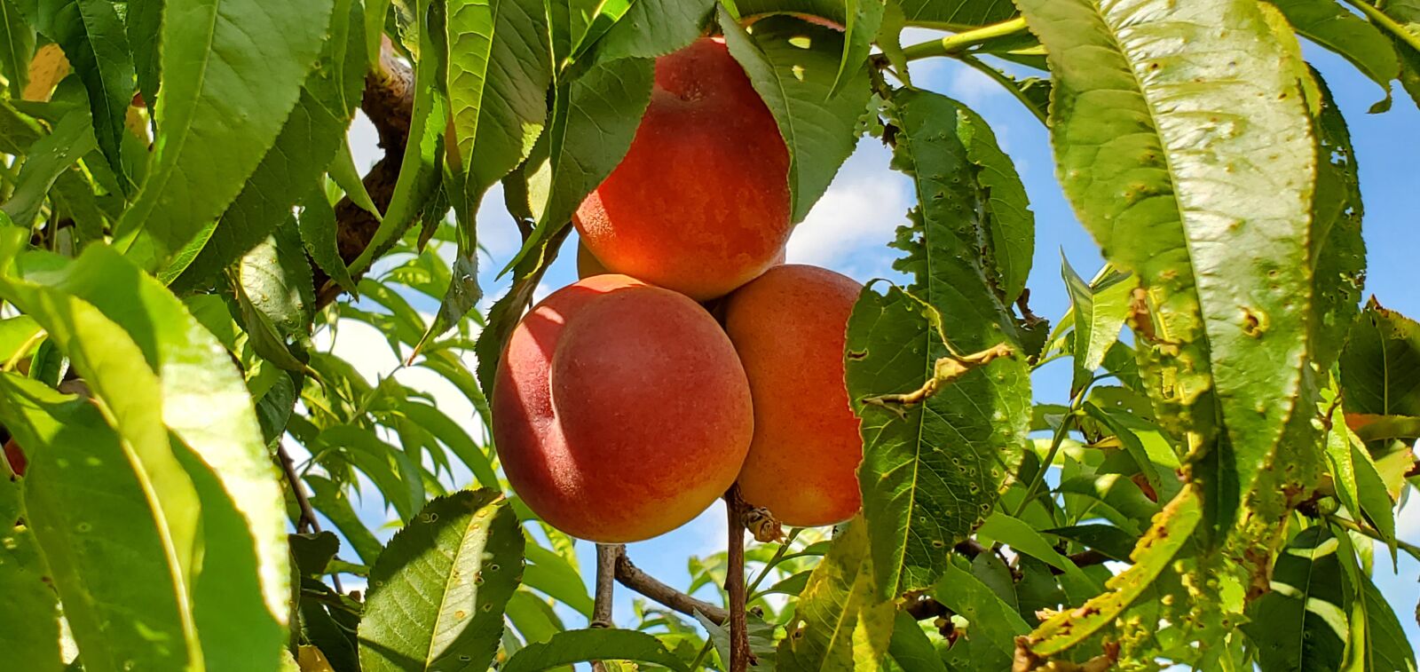 Samsung Galaxy S10e sample photo. Peaches, fruit, harvest photography