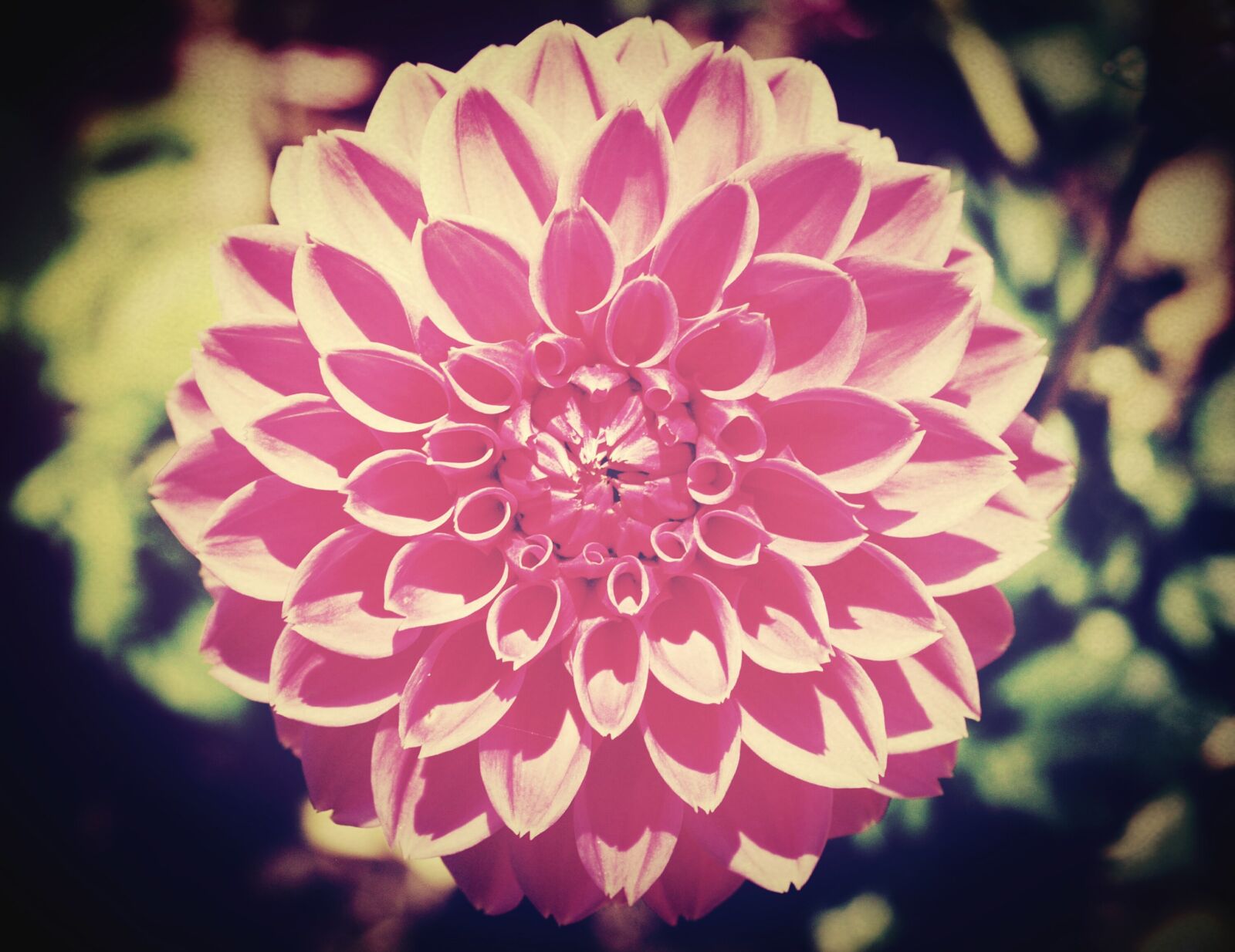 Olympus E-300 (EVOLT E-300) sample photo. Flower, blur, cosmos photography