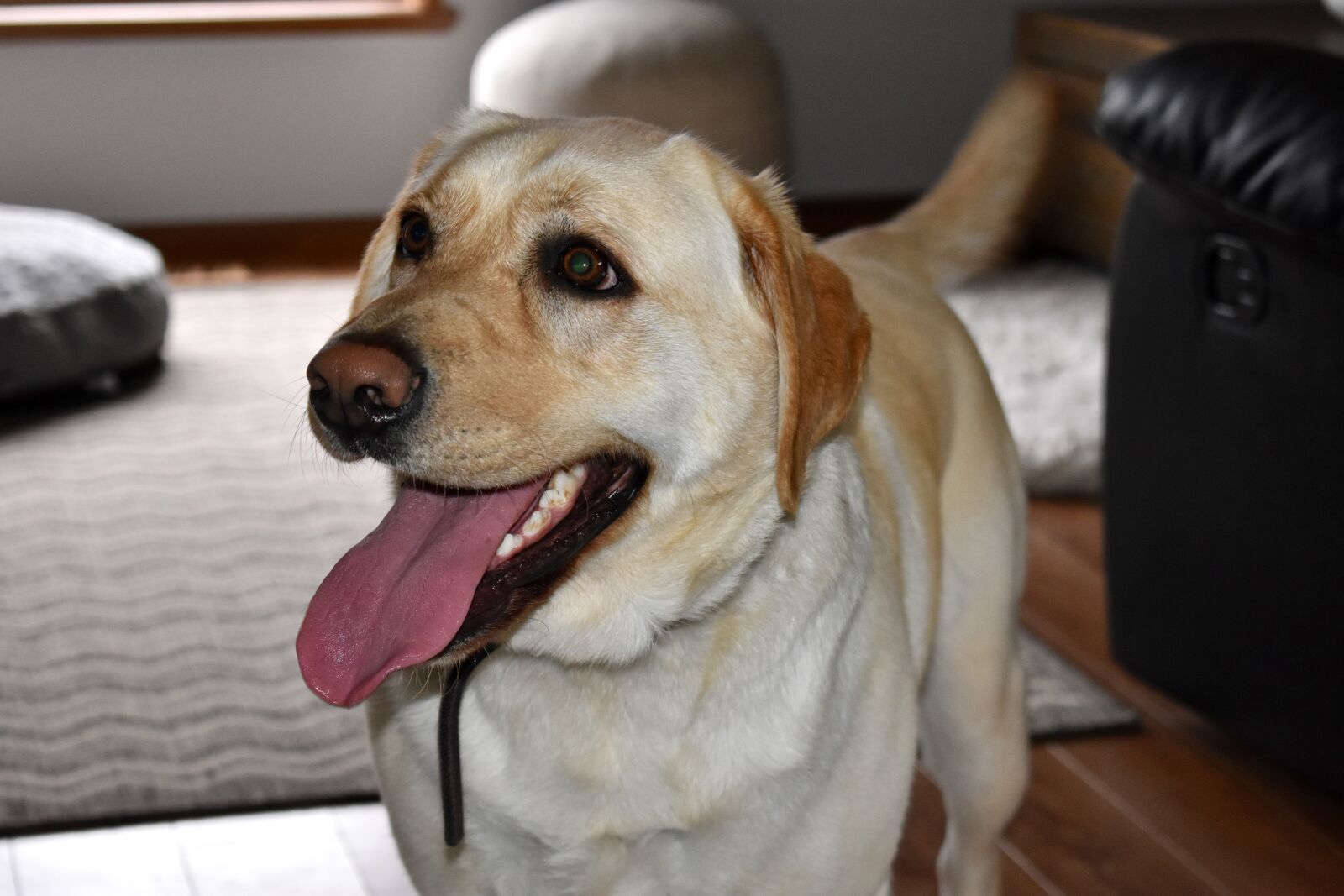 Nikon D3400 sample photo. Dog, puppy, cute photography