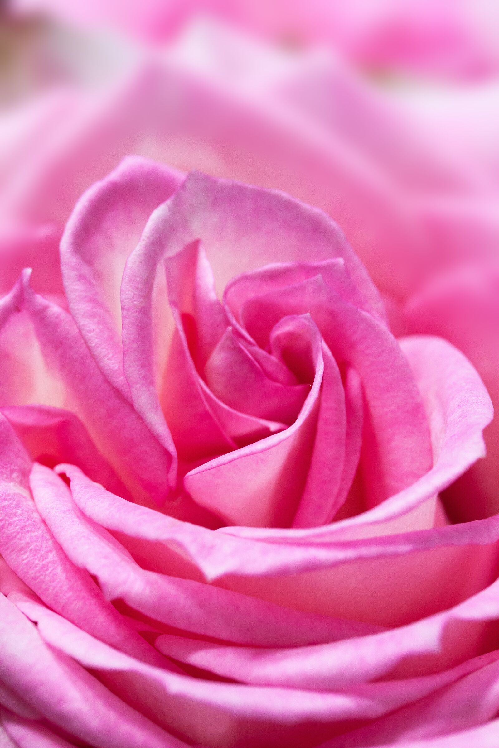 Canon EOS 50D sample photo. Rose, macro, flower photography