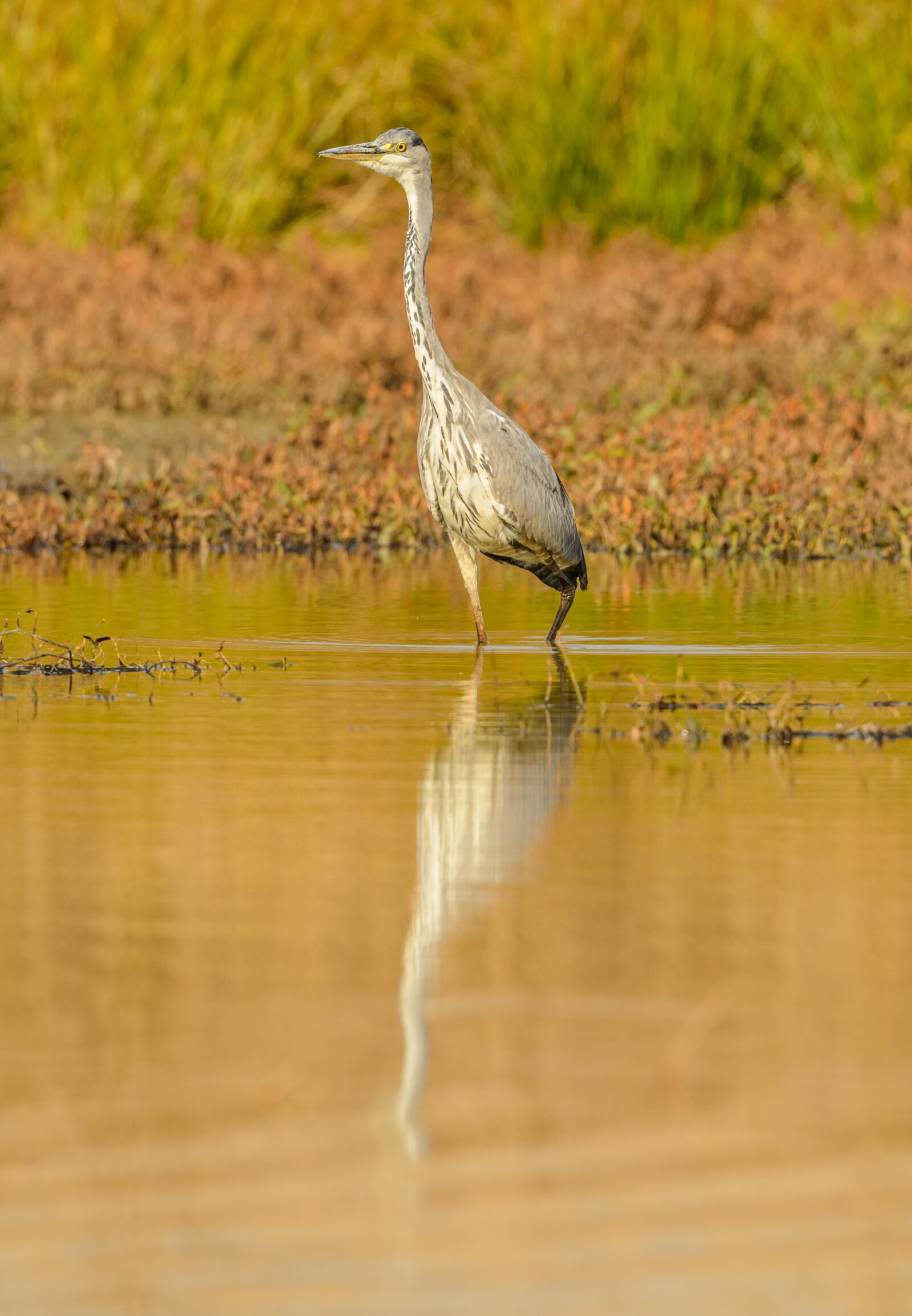 Nikon D800E sample photo. Heron, water, bird photography