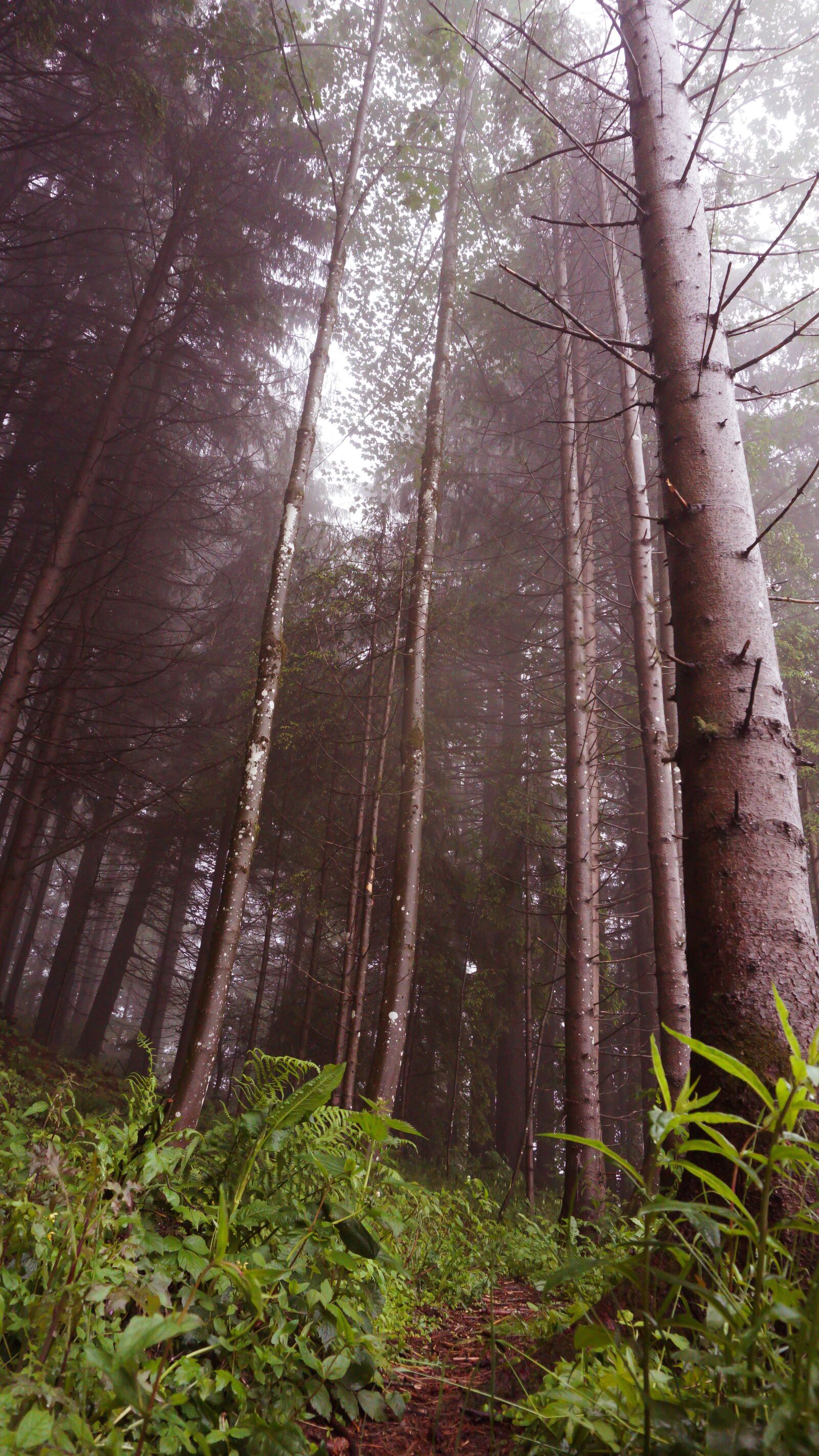 Sony a6000 sample photo. Home, allgäu, mountains photography