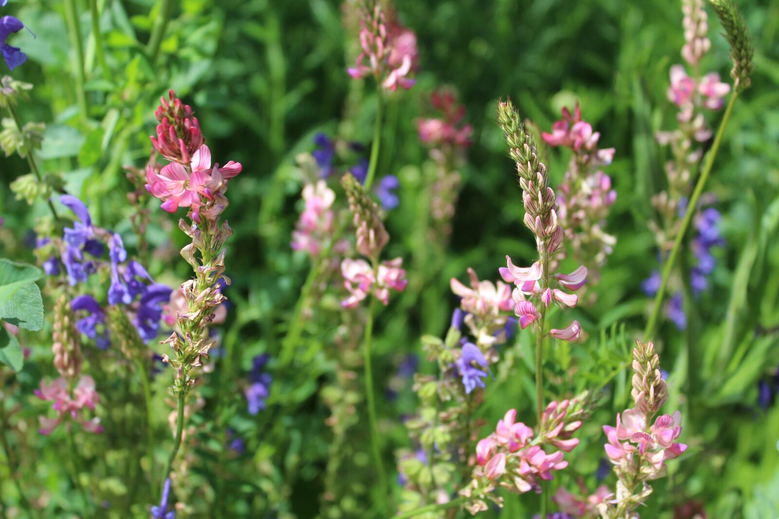 Canon EOS 1200D (EOS Rebel T5 / EOS Kiss X70 / EOS Hi) sample photo. Meadow, summer, nature photography