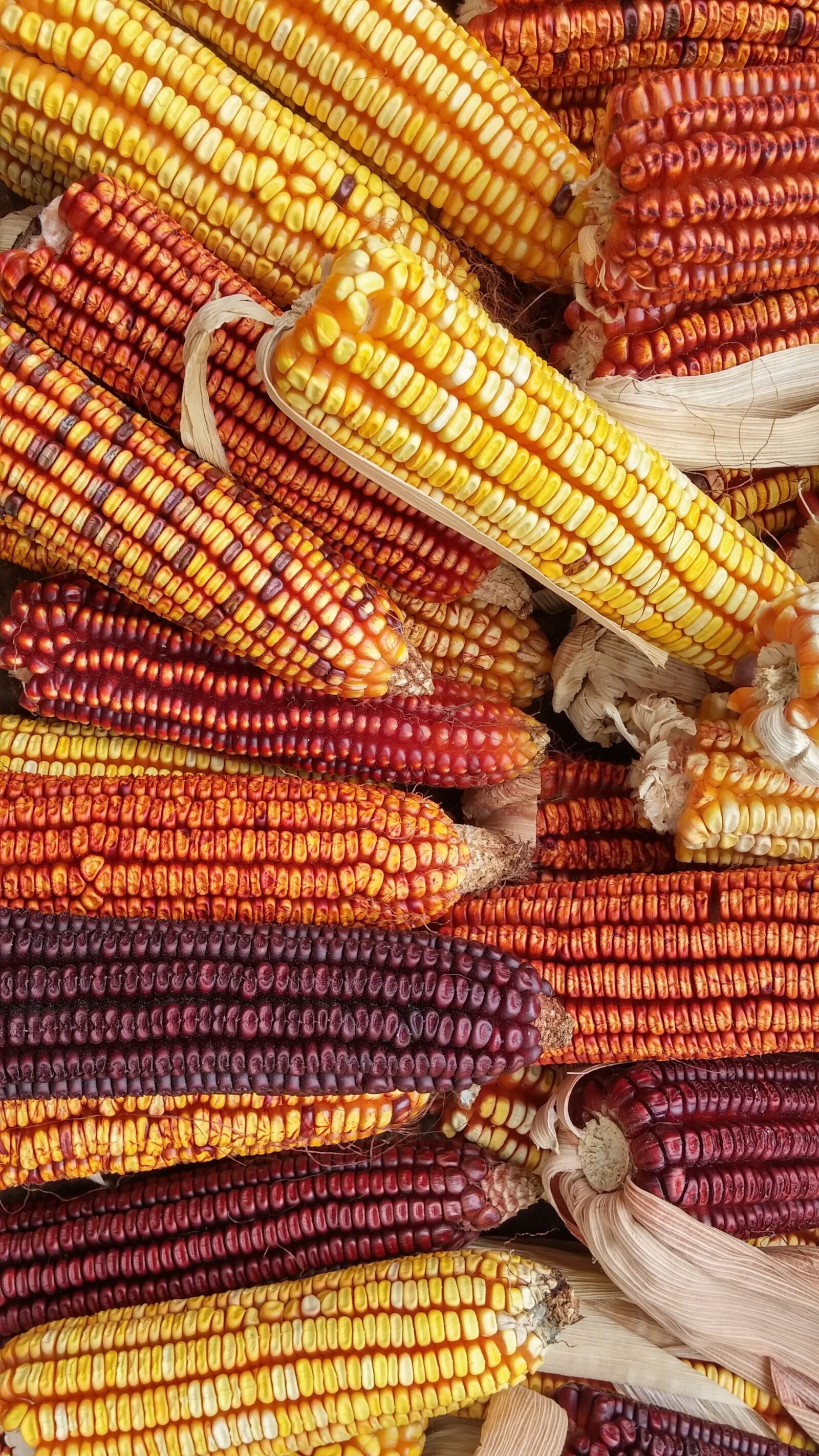 LG D855 sample photo. Corn, seeds, agriculture photography