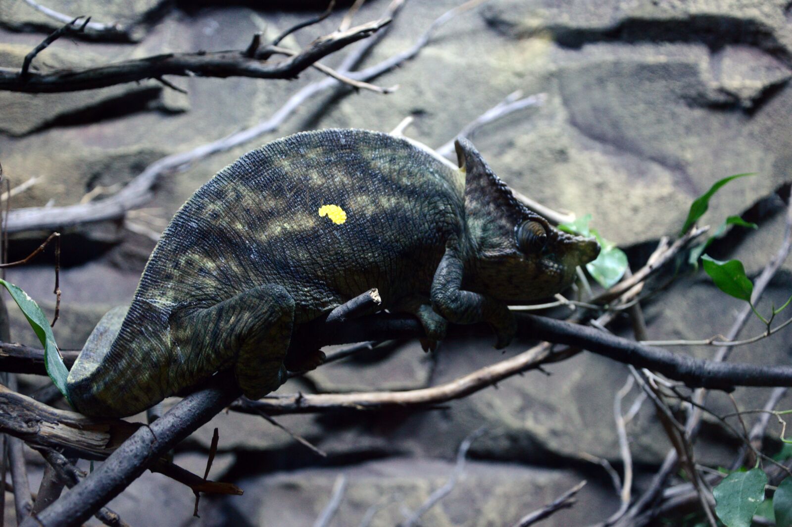 Nikon D3200 sample photo. Chameleon, zoo, madrid photography