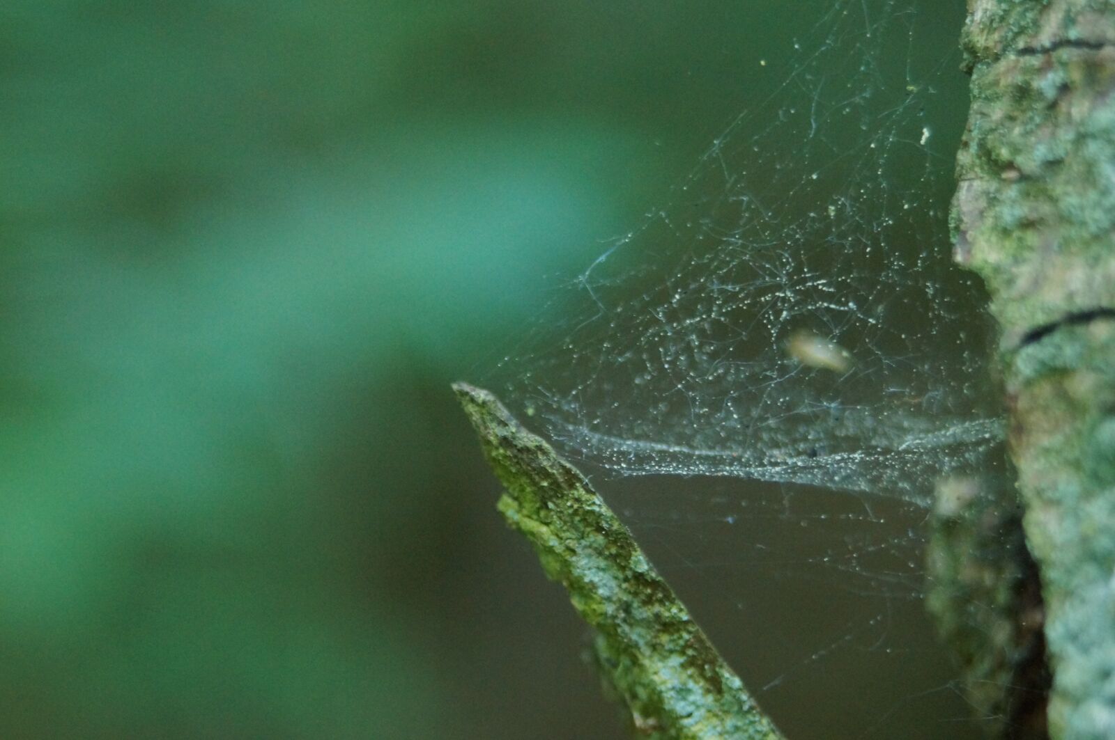 Sony SLT-A57 sample photo. Spiderweb, natural, cobwebs photography