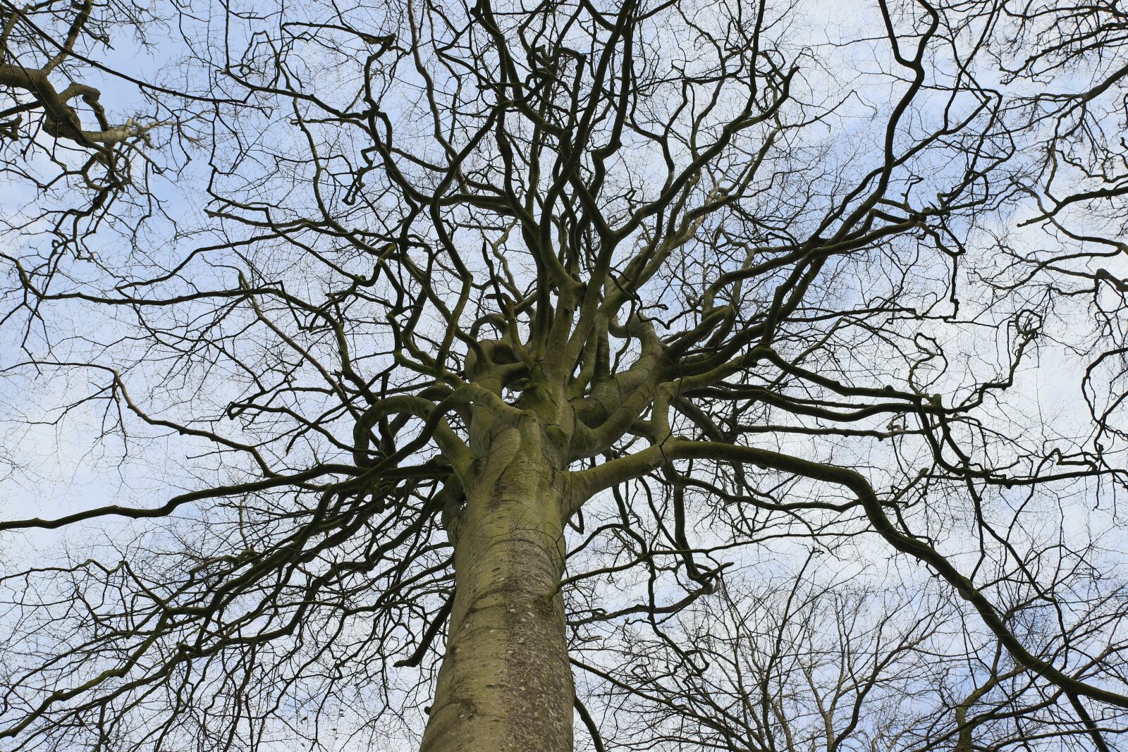 Canon EOS 6D Mark II sample photo. Branch, wood, nature photography