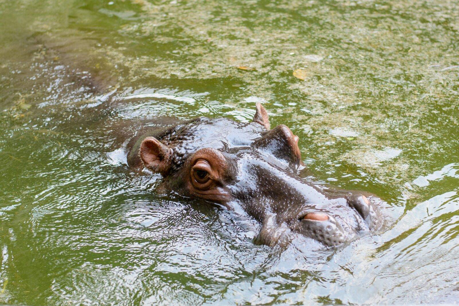 Nikon D7100 sample photo. Hippo, animal, zoo photography