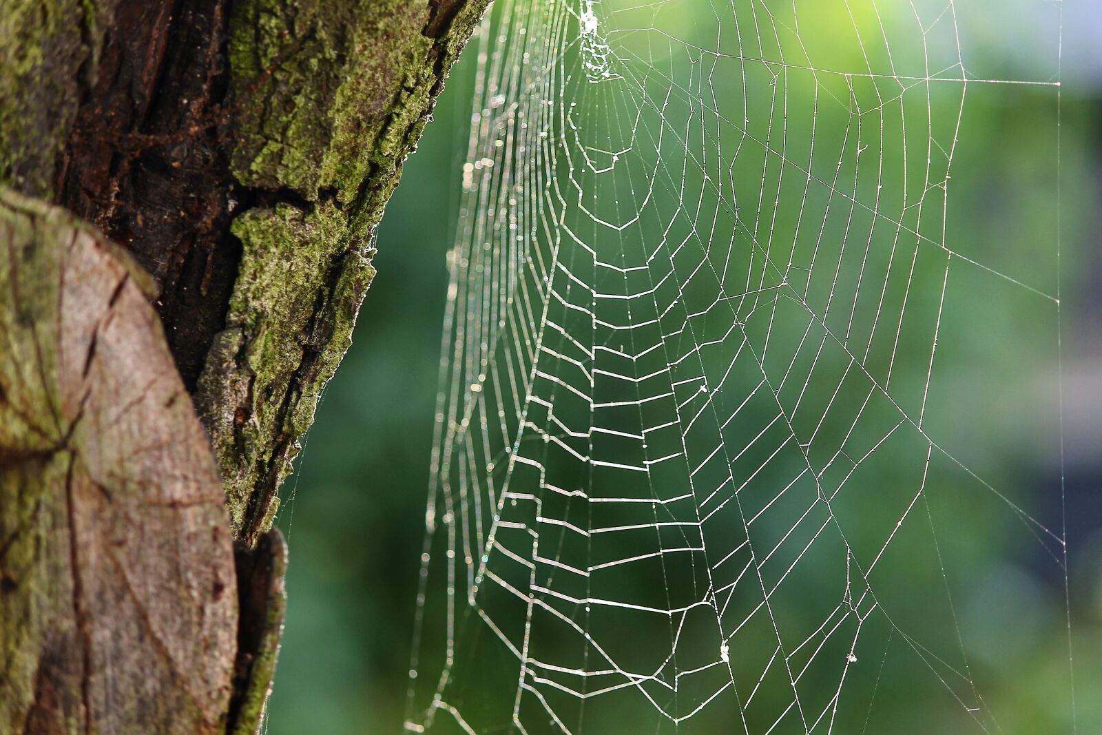 Canon EOS 1100D (EOS Rebel T3 / EOS Kiss X50) sample photo. Spider webs, cobweb, web photography