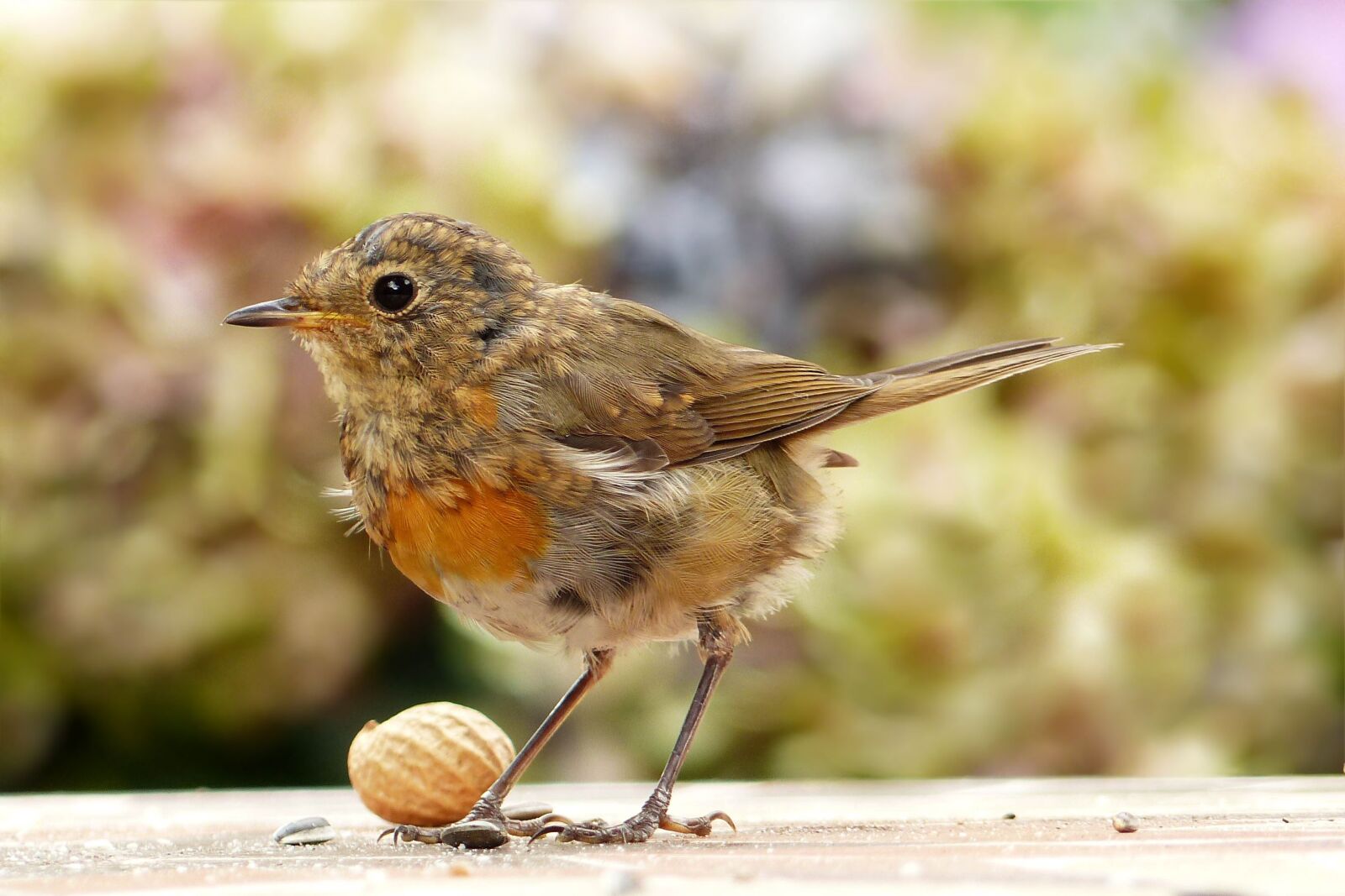 Panasonic Lumix DMC-FZ200 sample photo. Animal, bird, robin photography