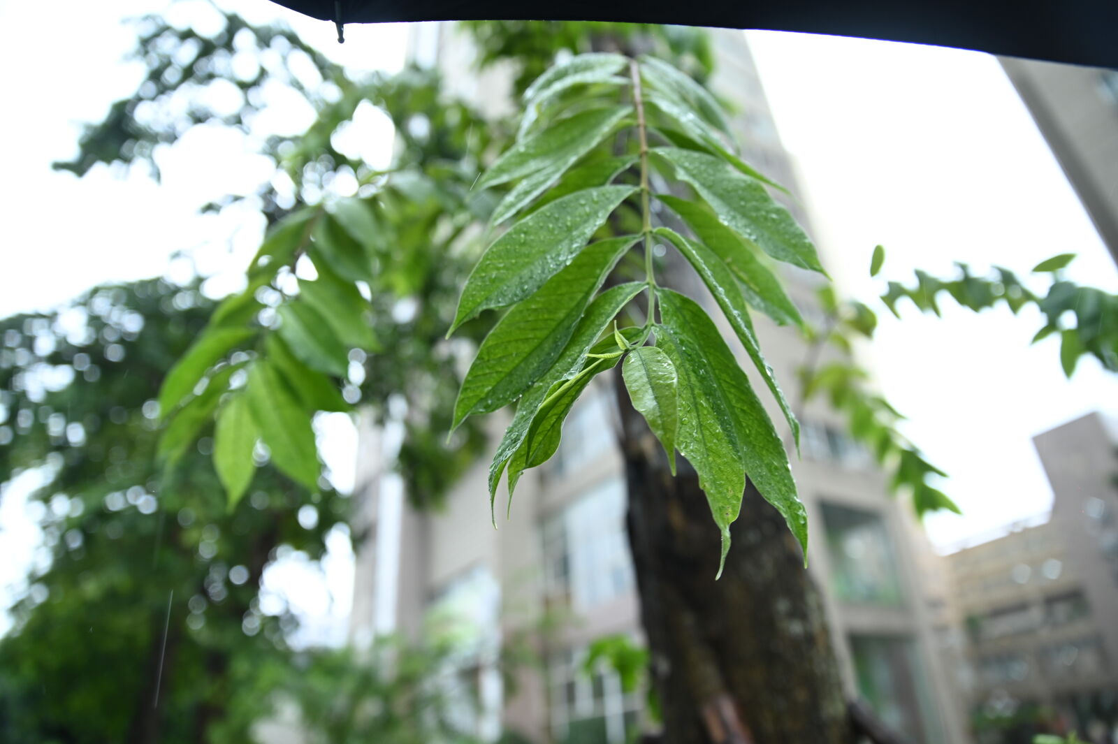 Nikon D780 sample photo