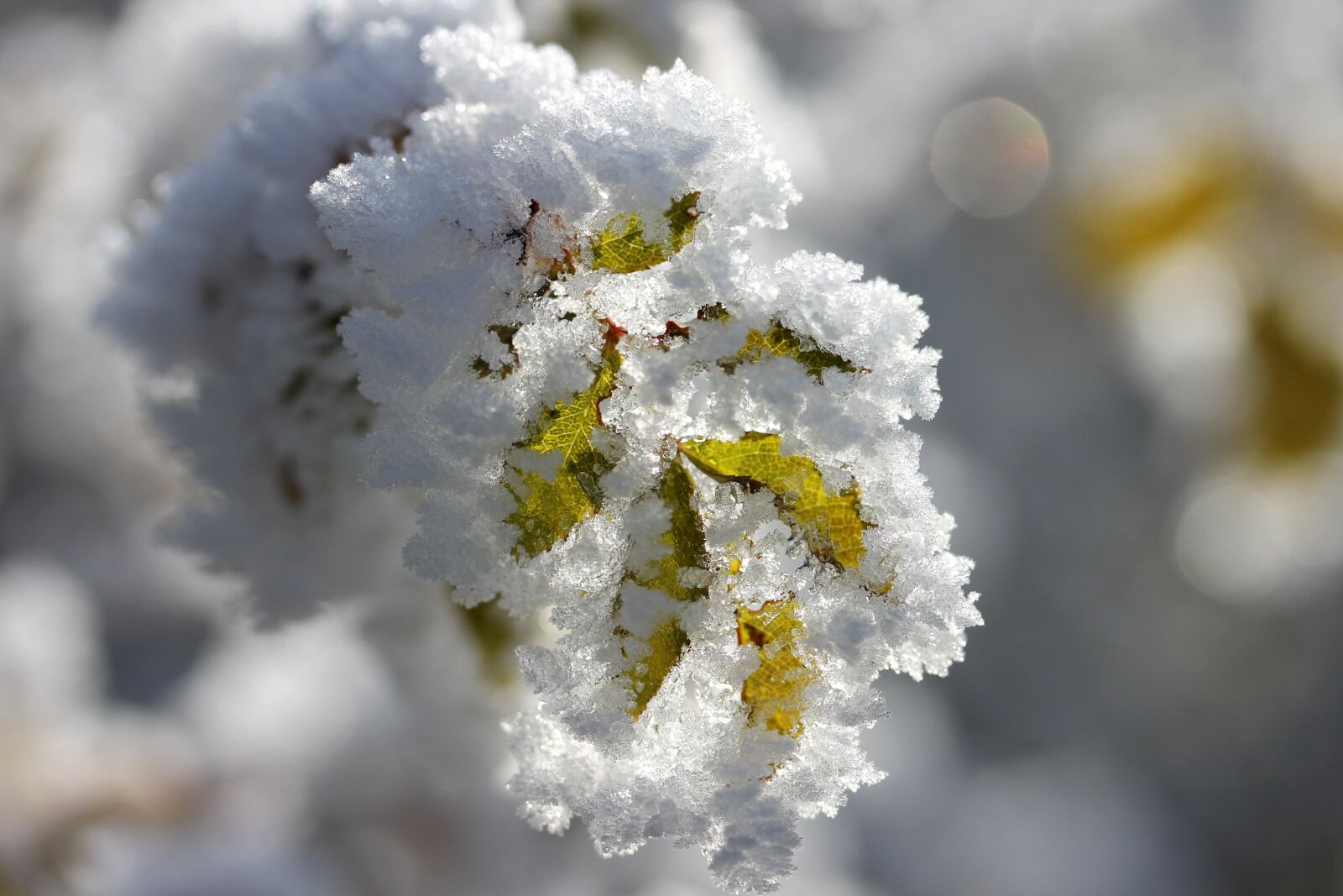 Canon EF-S 60mm F2.8 Macro USM sample photo. Foliage, rime, winter photography