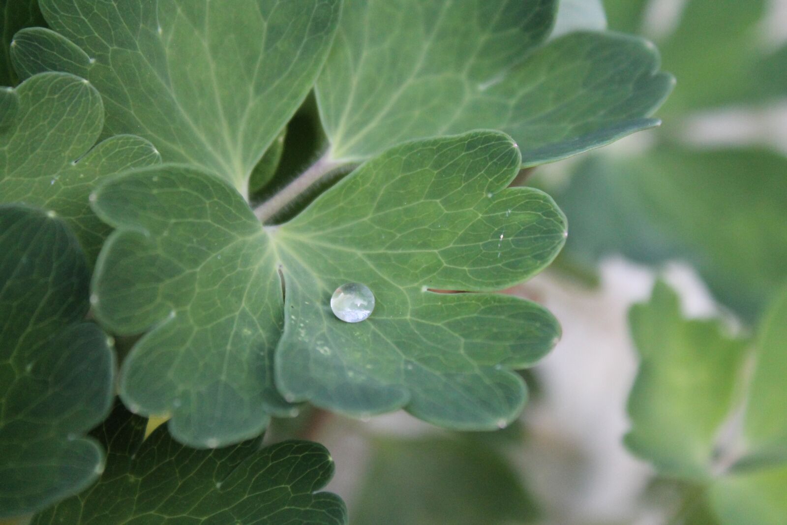 Canon EOS 1100D (EOS Rebel T3 / EOS Kiss X50) sample photo. Close up, drip, run photography