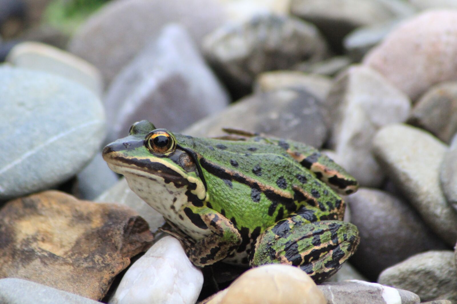 Canon EOS 60D sample photo. Frog, tree frog, garden photography