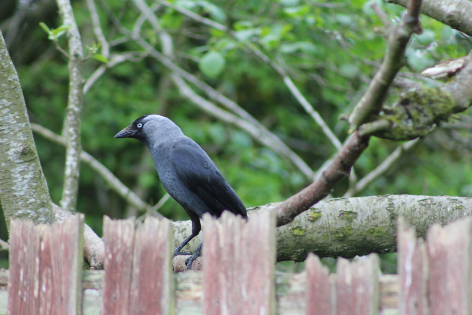 Canon EOS 550D (EOS Rebel T2i / EOS Kiss X4) sample photo. Bird, jackdaw, beak photography