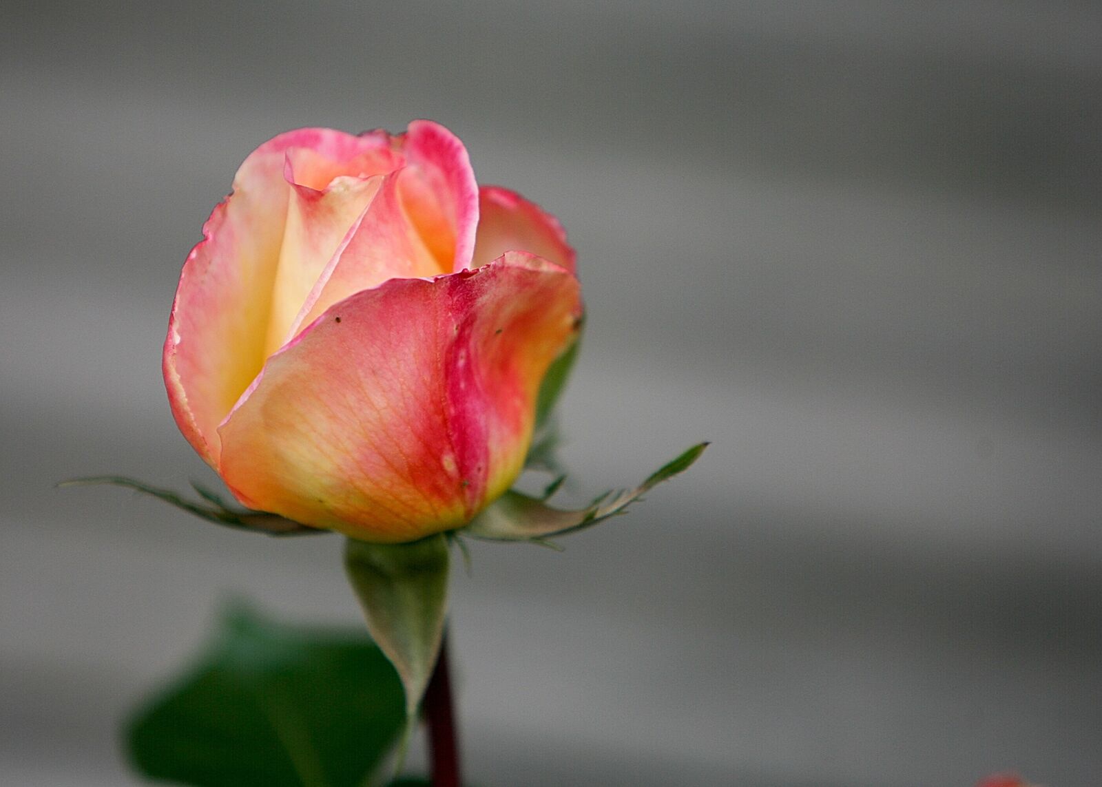 Canon EOS-1D Mark II N sample photo. Flower, rose, floral photography