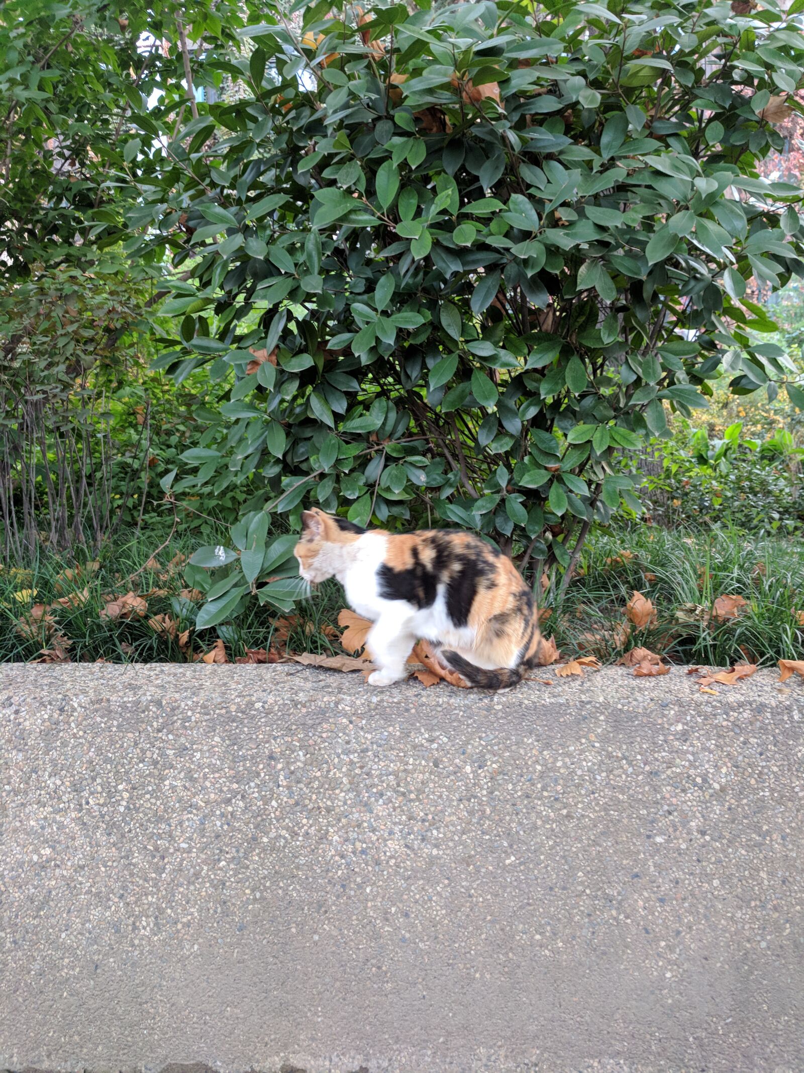 Google Pixel sample photo. Cat, shrub, green photography