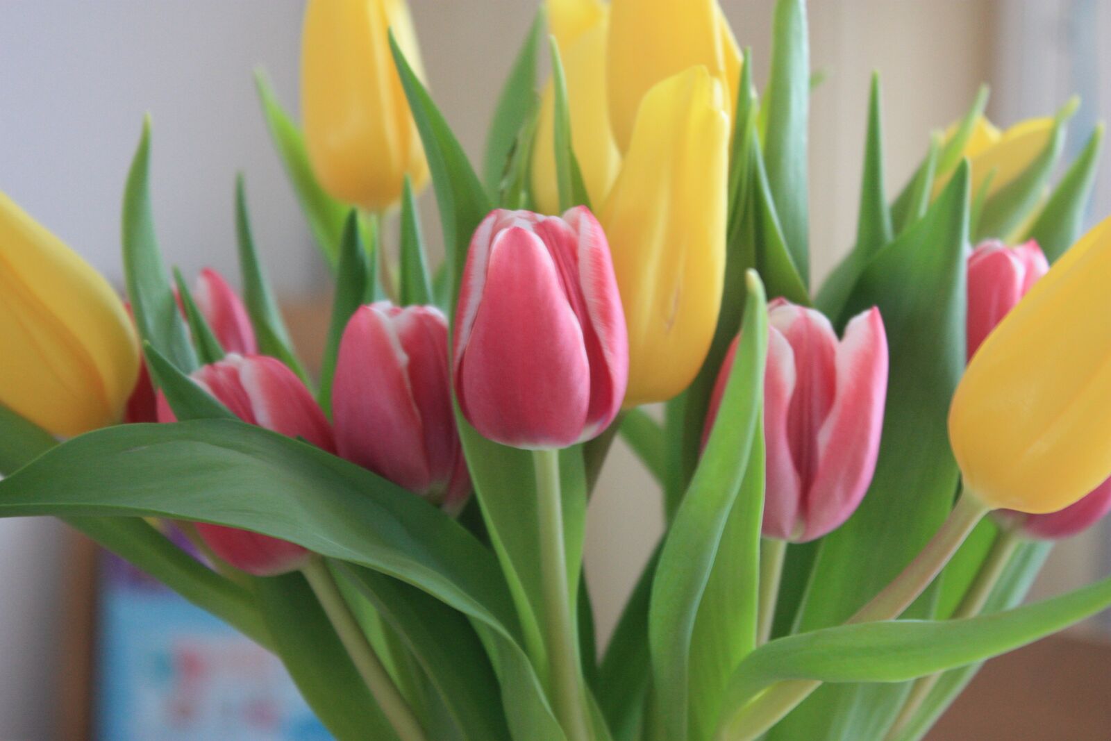 Canon EOS 450D (EOS Rebel XSi / EOS Kiss X2) sample photo. Tulips, bouquet, spring photography